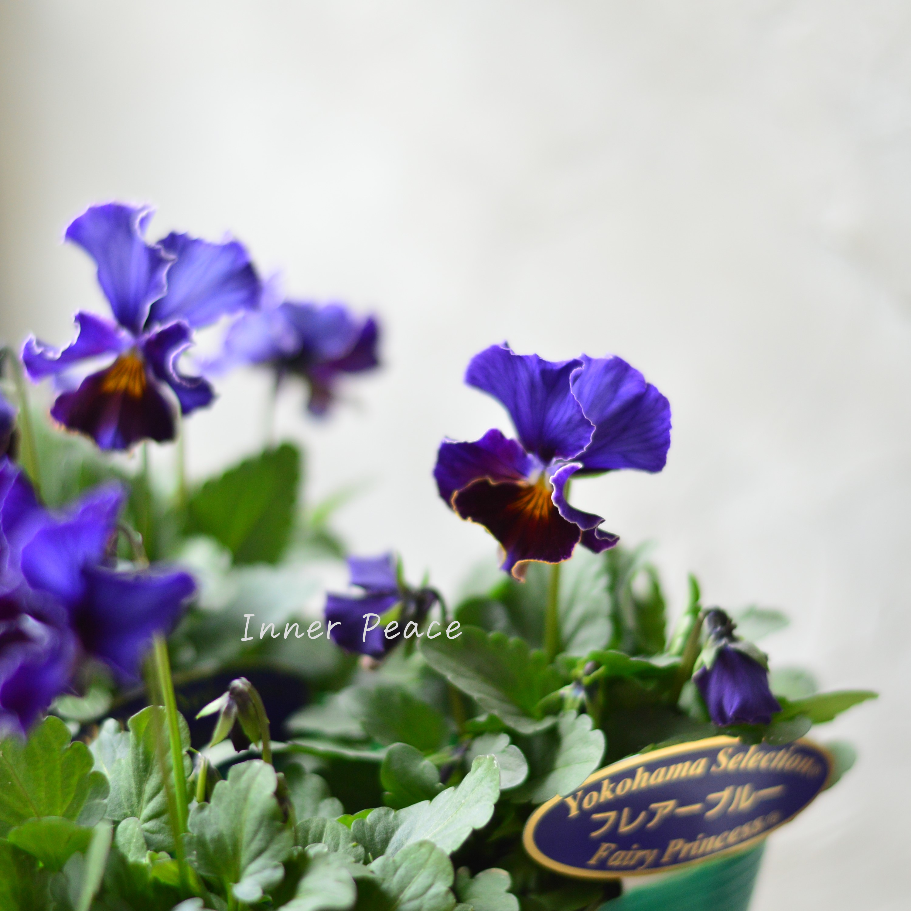 【人気】 ビオラ 『横浜セレクション・フレアブルー』 3寸POT