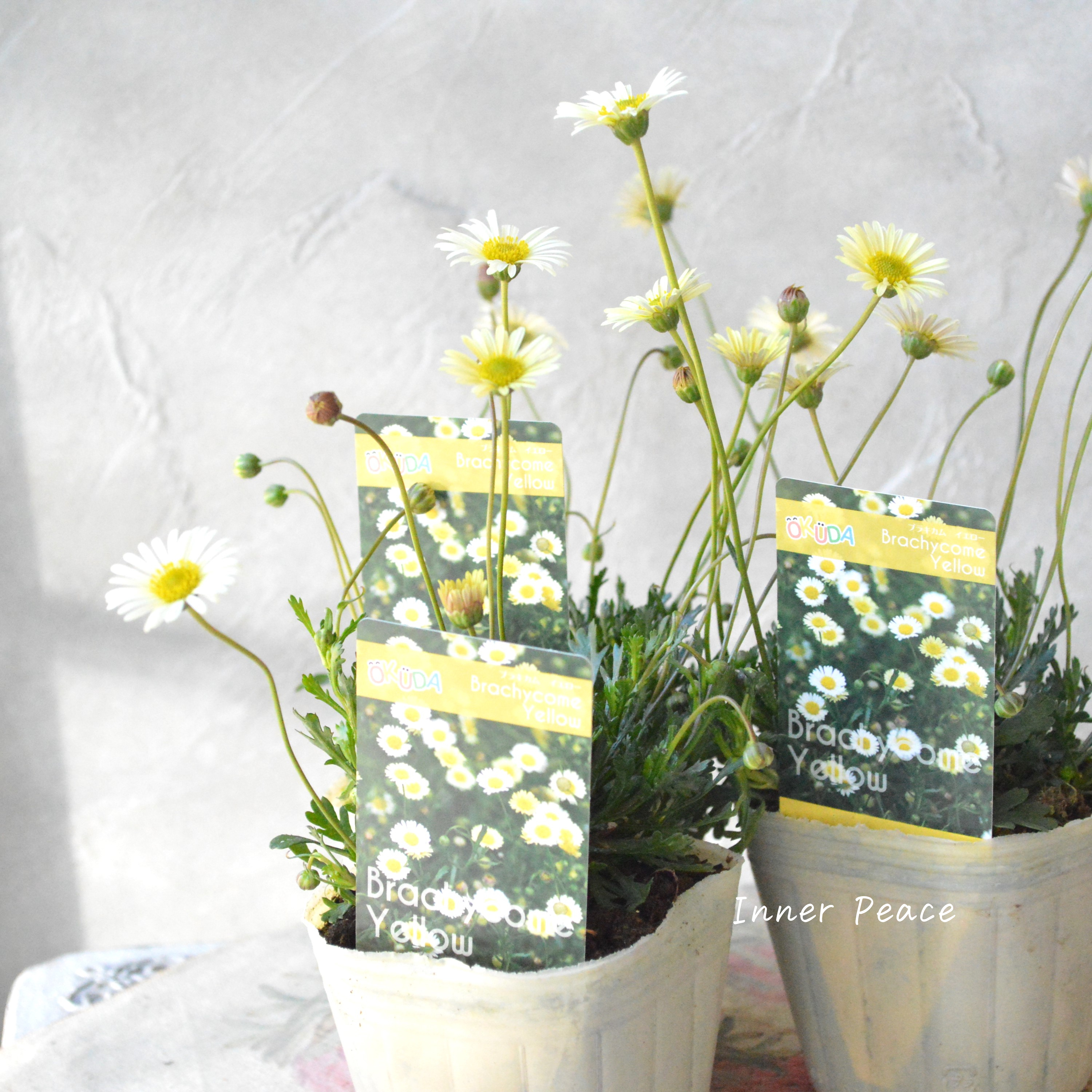 【奥田園芸さん】 ブラキカム 『イエロー』 3寸POT