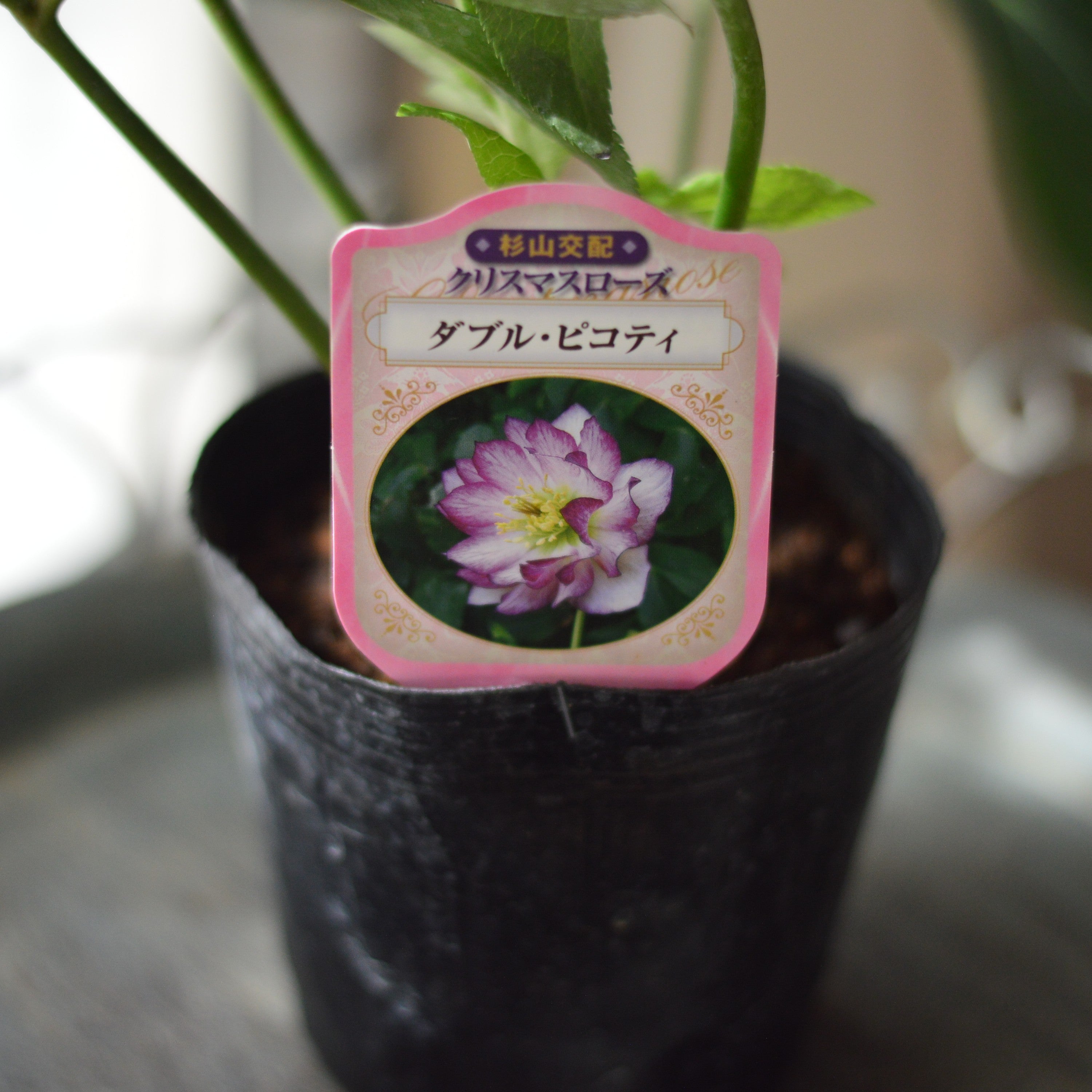 【杉光園芸さん】 クリスマスローズ 『ダブル・ピコティ』 4寸POT