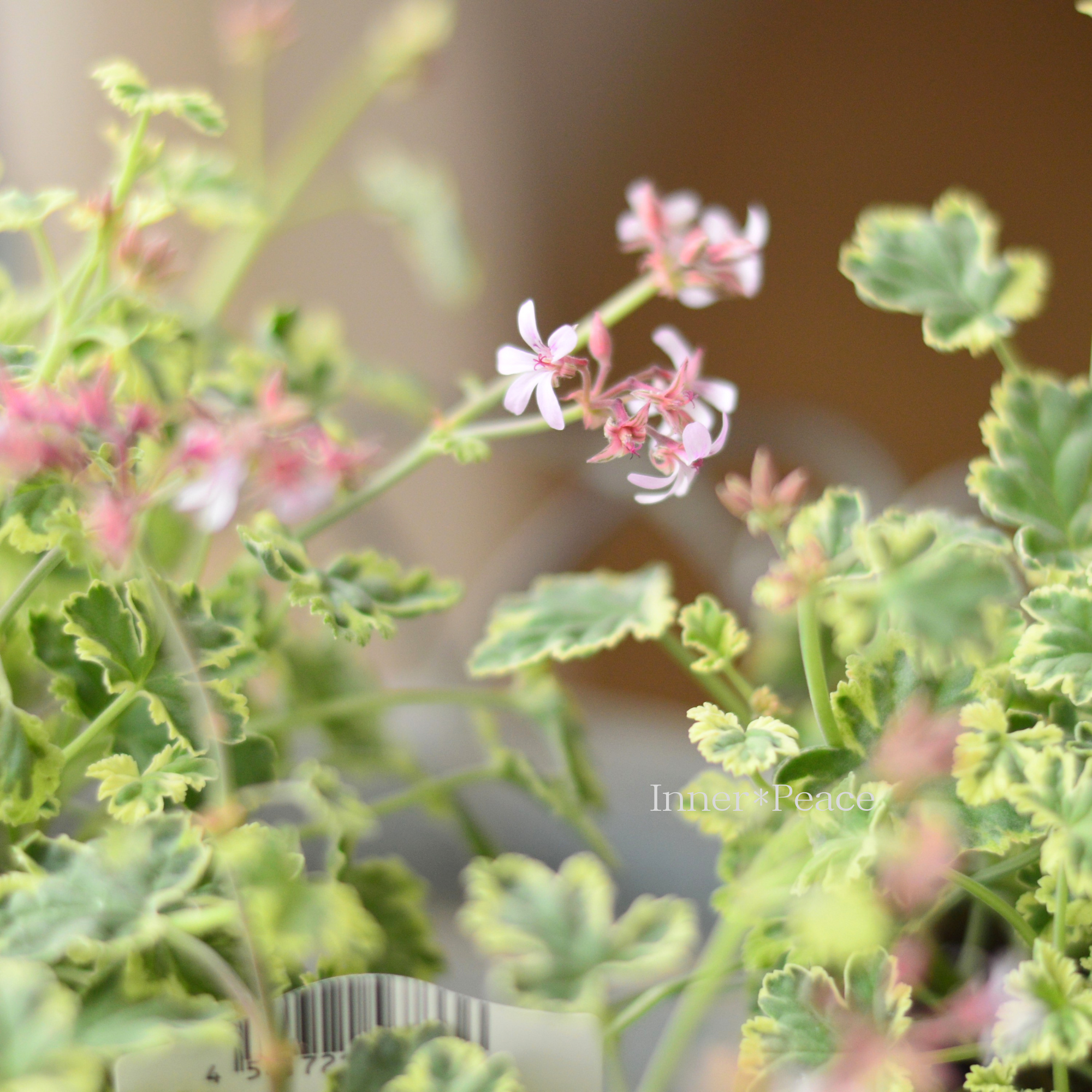 【斑入り】 ナツメグゼラニウム 『コロン』 3.5寸POT