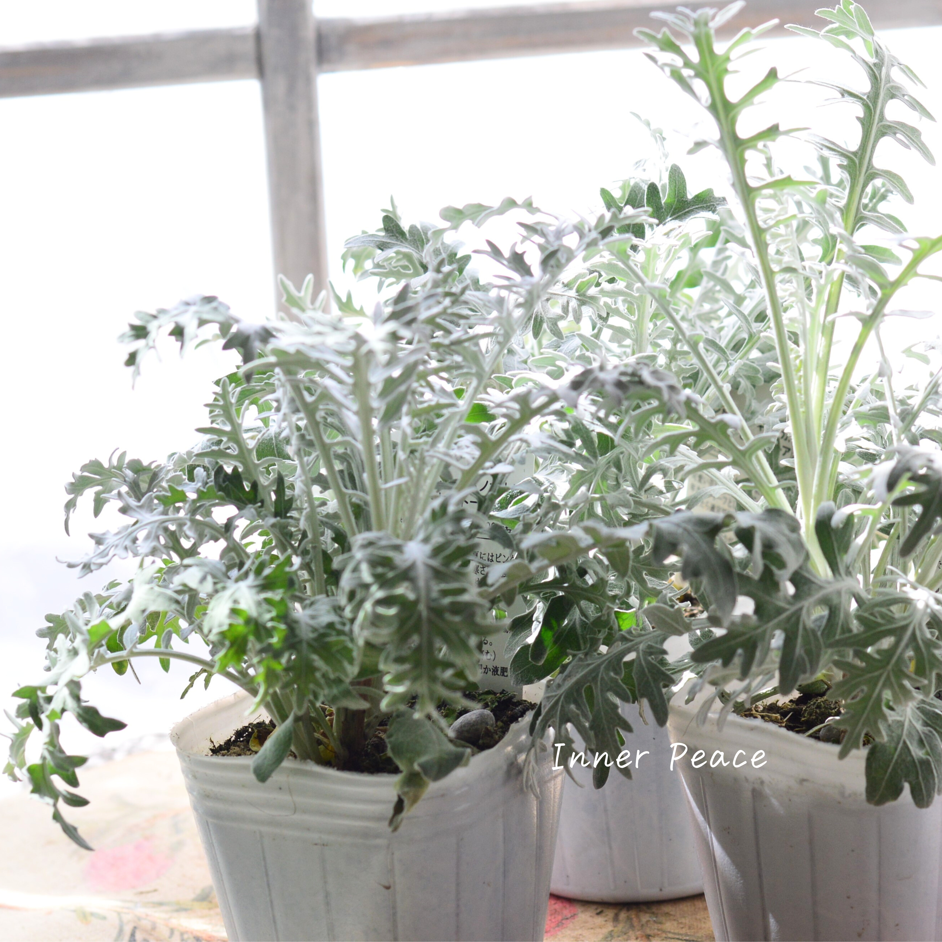 【暑さ寒さに強い】 セントーレア 『ギムノカルパ』 3寸POT