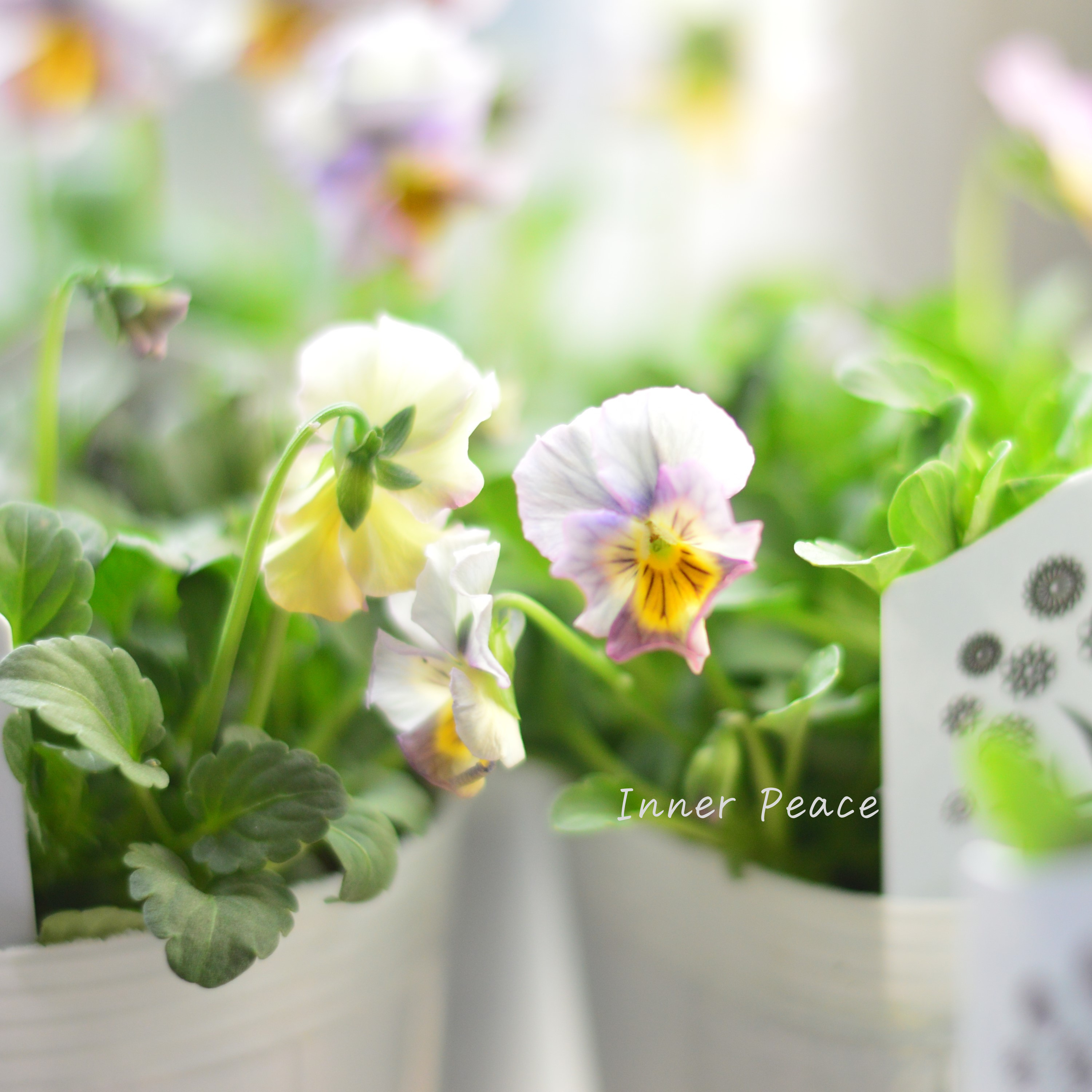 【希少】 ナラティブフラワーズさん試作品ビオラ 3寸ロングPOT