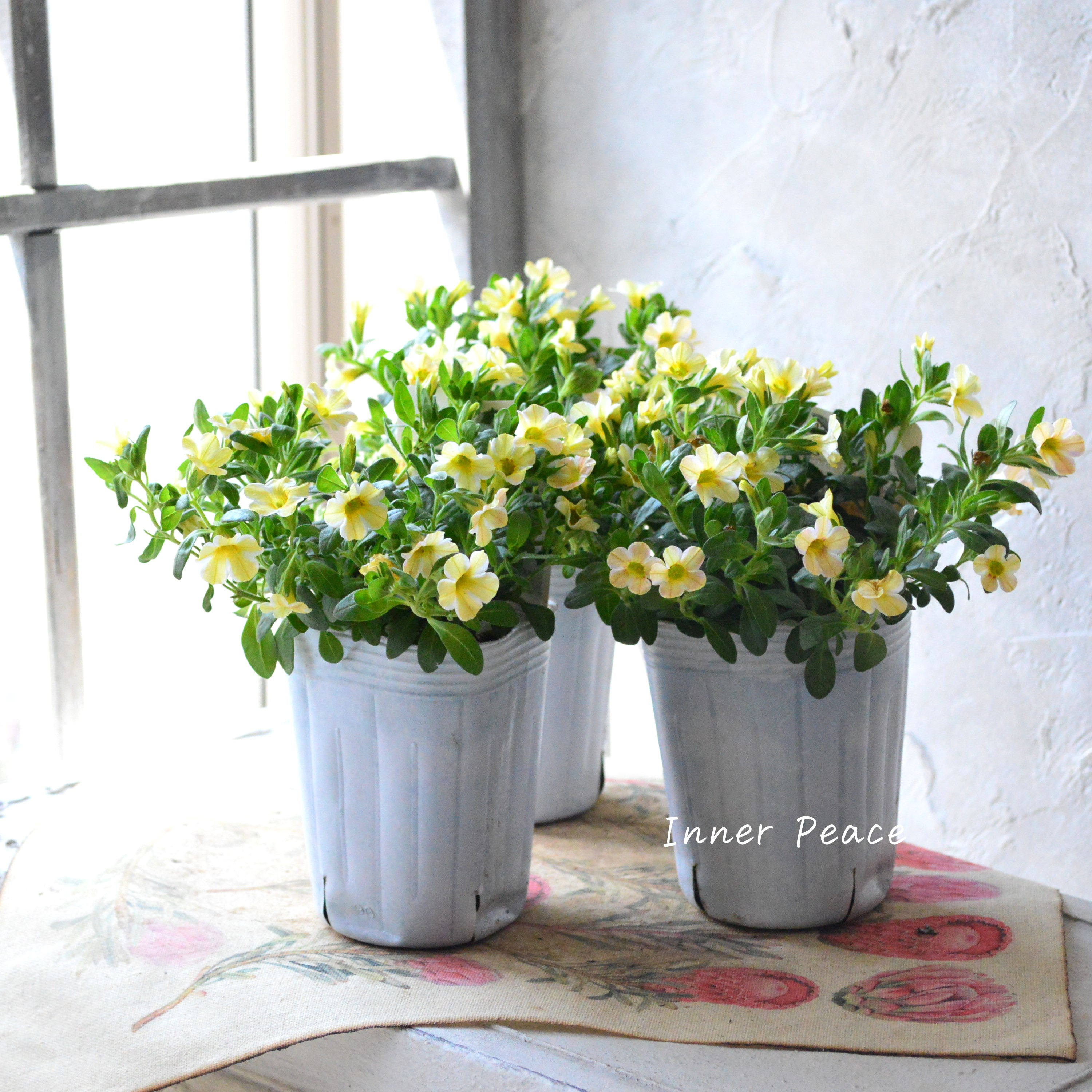 【暑さに強い】 カリブラコア 『キャラメル』 3寸ロングPOT