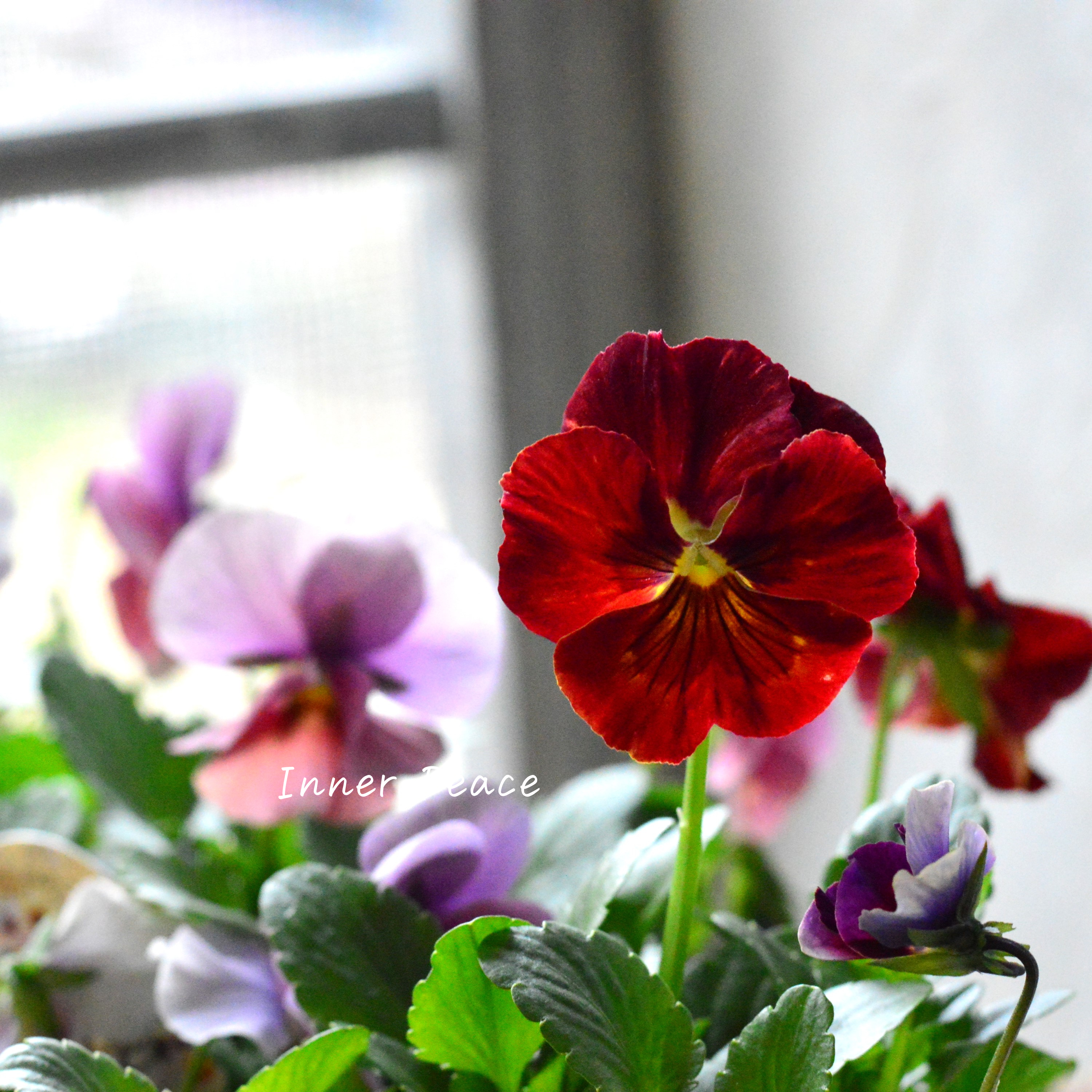 【美しい】 ビオラ 『evolve ~エボルベ~』 3.5寸POT