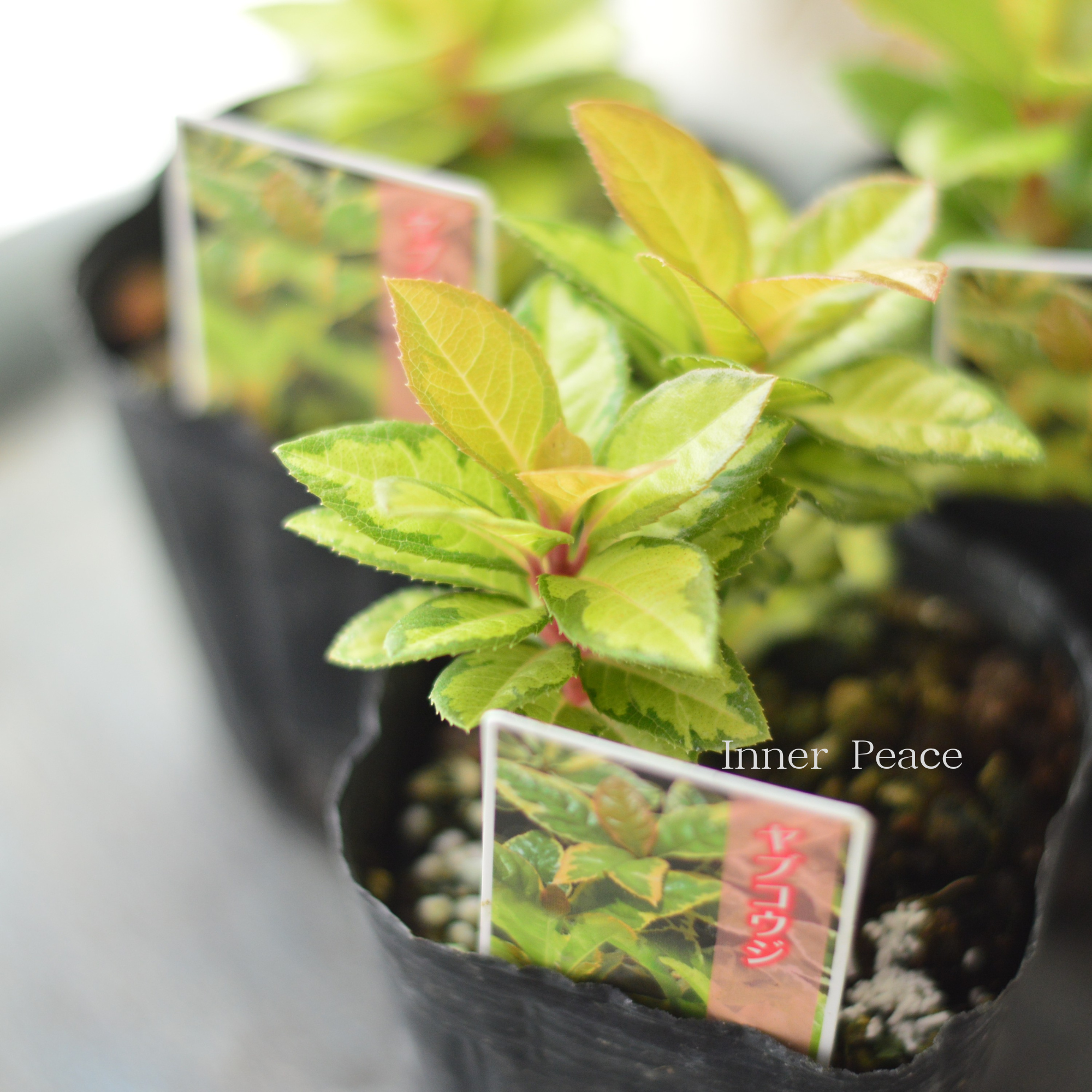 【斑入り】 ヤブコウジ(黄緑葉) 3寸POT