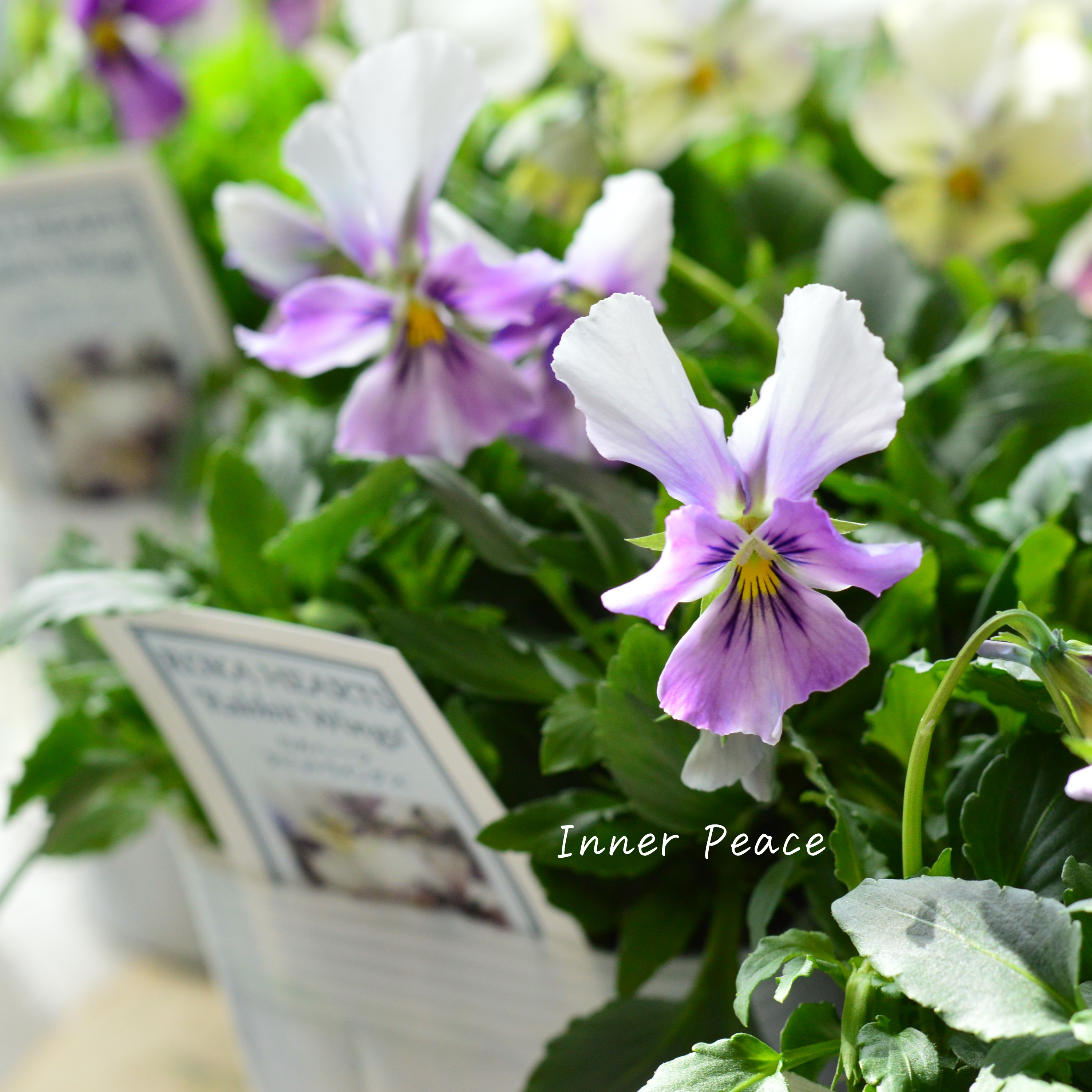 【美しい】 ビオラ ロカハーツ 『ラビットウイングス』 3.5寸POT