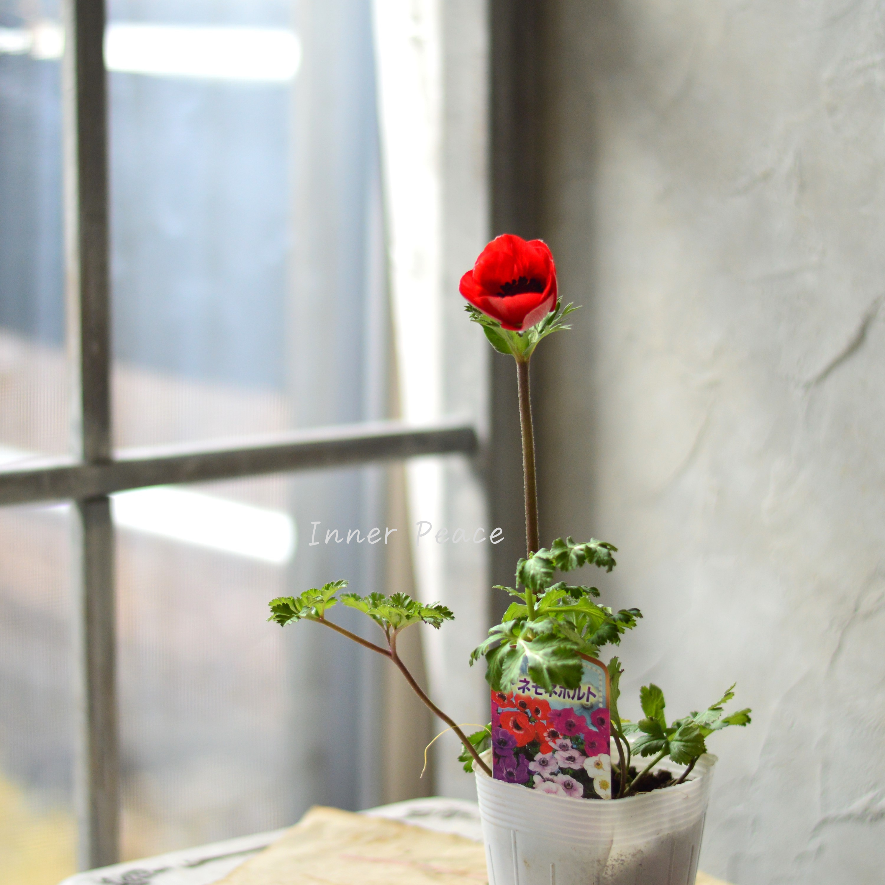 【人気】 アネモネ 『ポルト・レッド系』 3~3.5寸POT