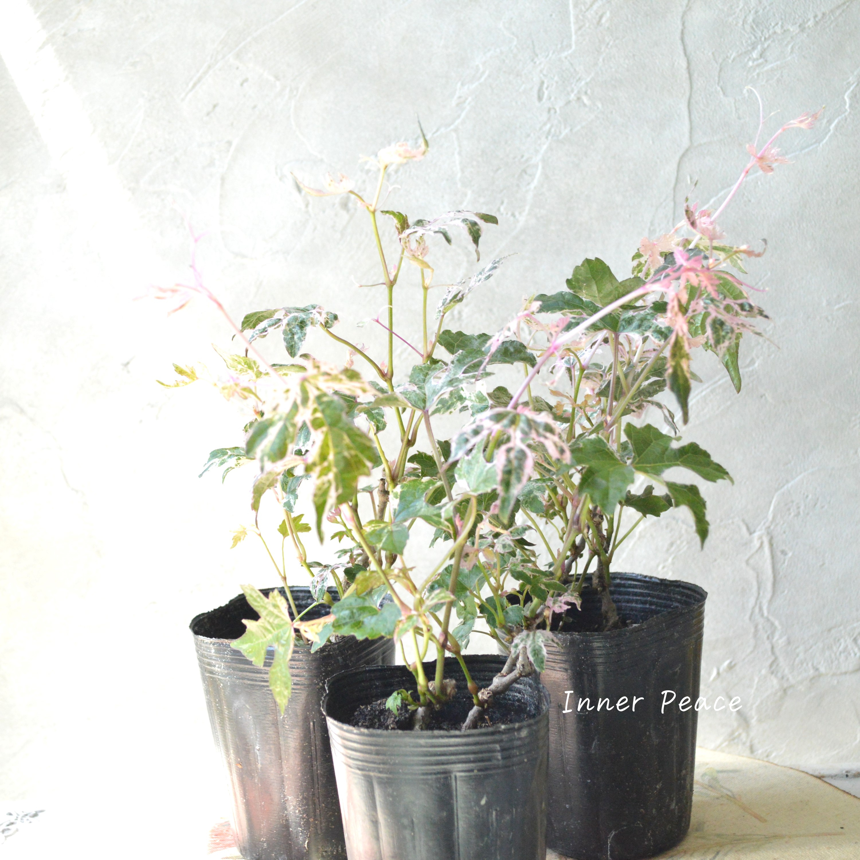 【美しい】 斑入りノブドウ 『エレガンス』 3~3.5寸POT