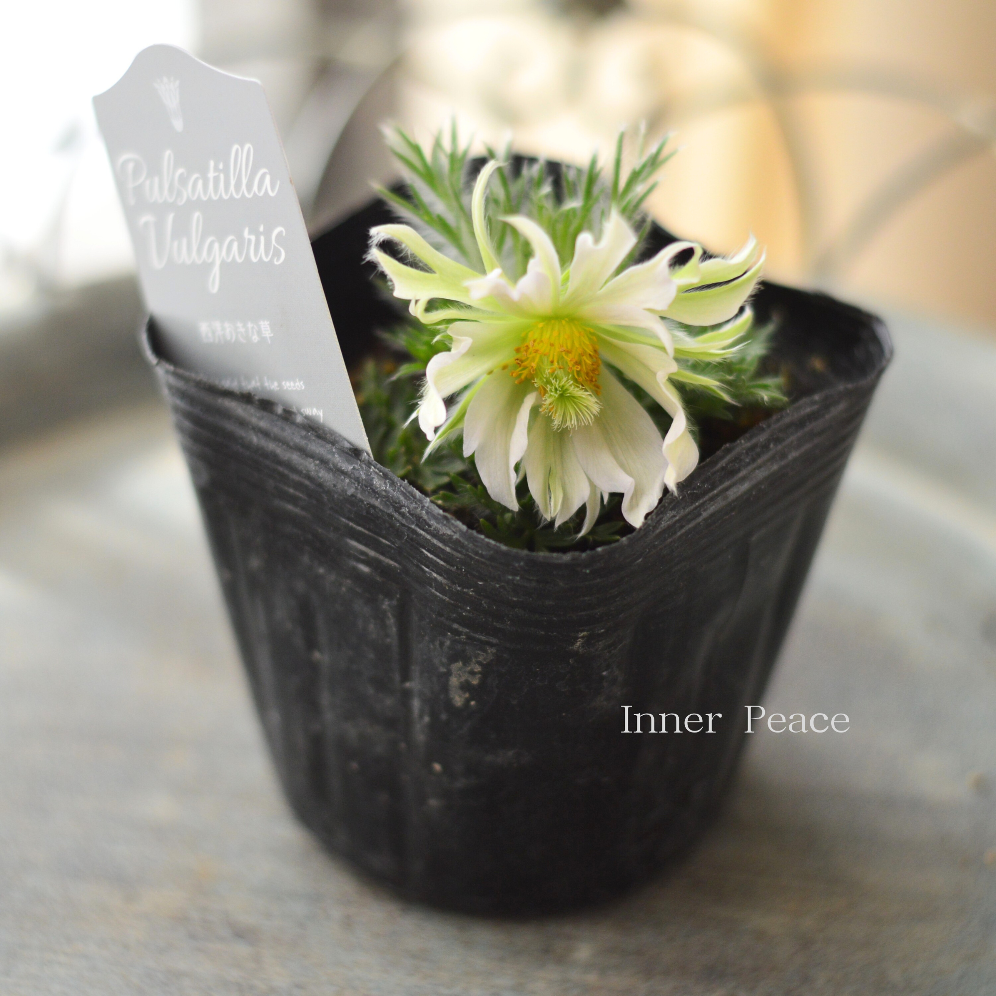 【希少】 八重咲き 西洋オキナグサ 『プルサティラ ブルガリス・ホワイトグリーン系』 3.5寸POT