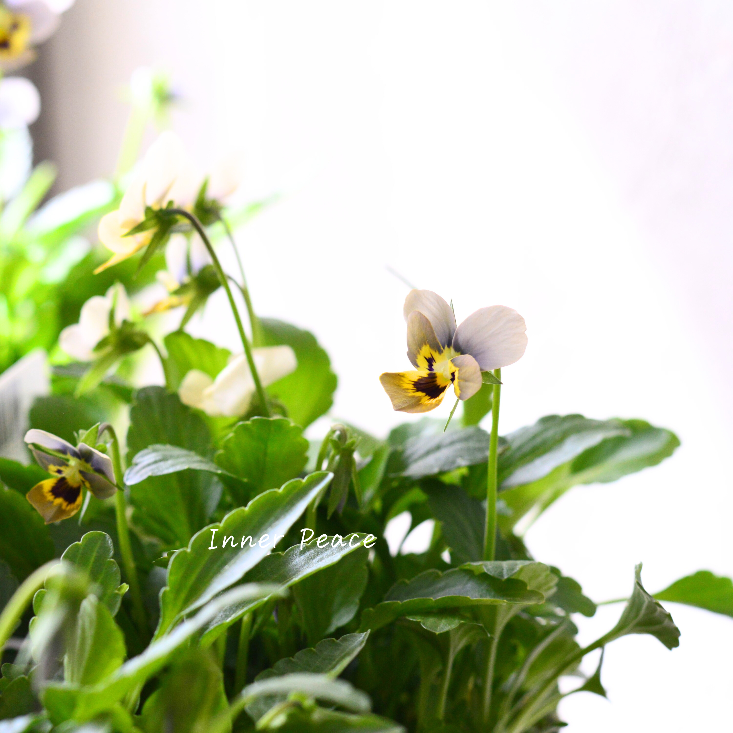 【ゲブラさん】 小輪ビオラ 『マリア』 3.5寸POT