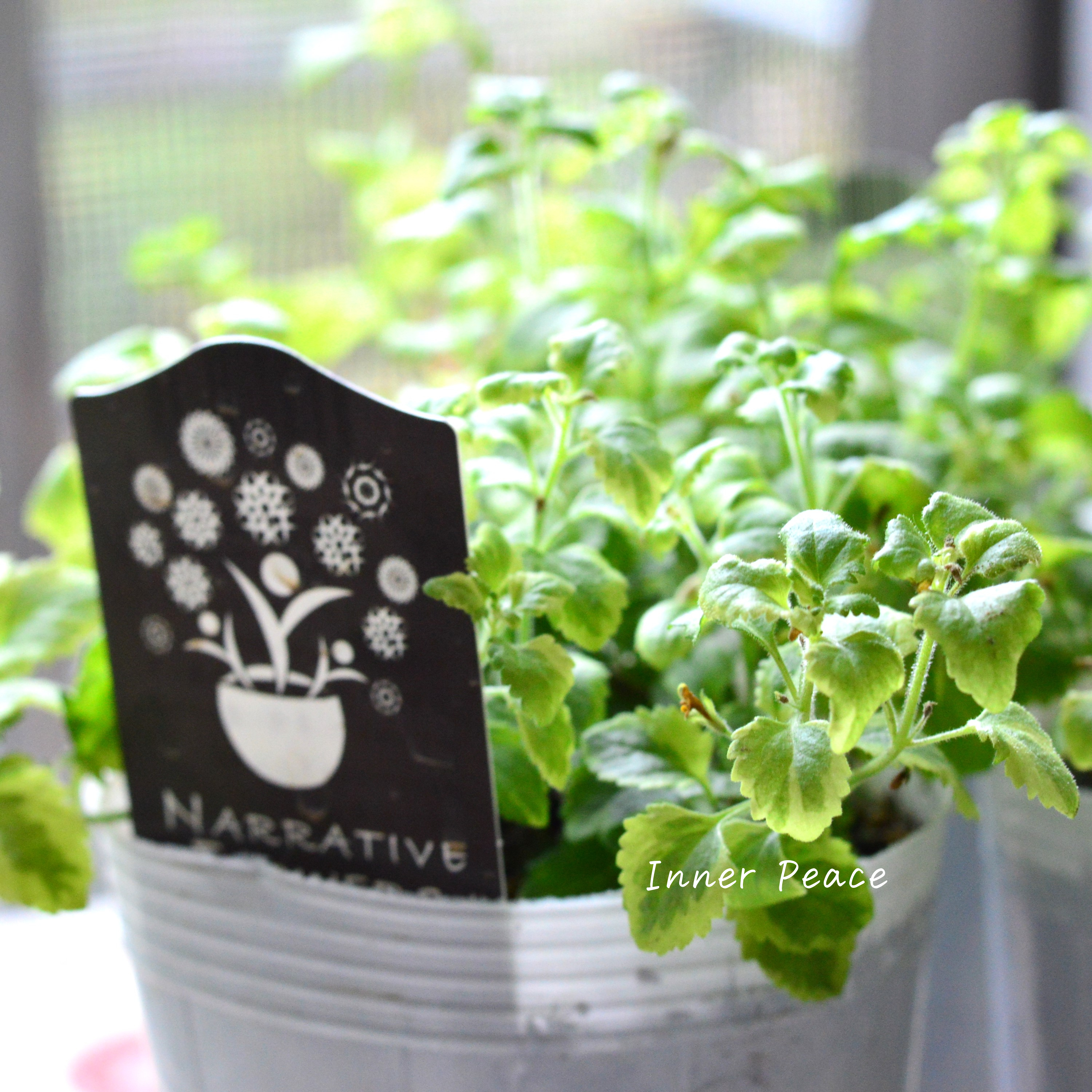 【斑入り】ナラフラさん バコパ 2.5寸POT