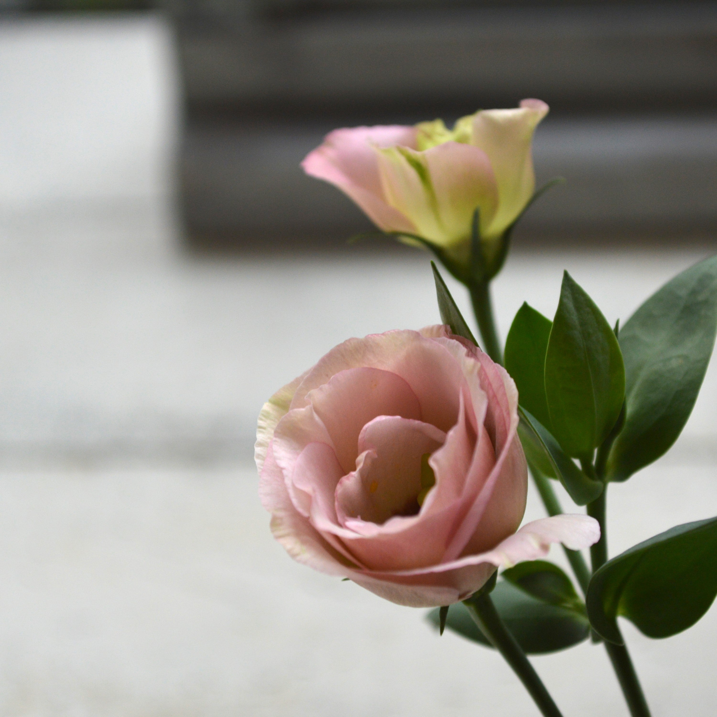 【美しい】 トルコギキョウ 『シフォンピンク』 3寸POT