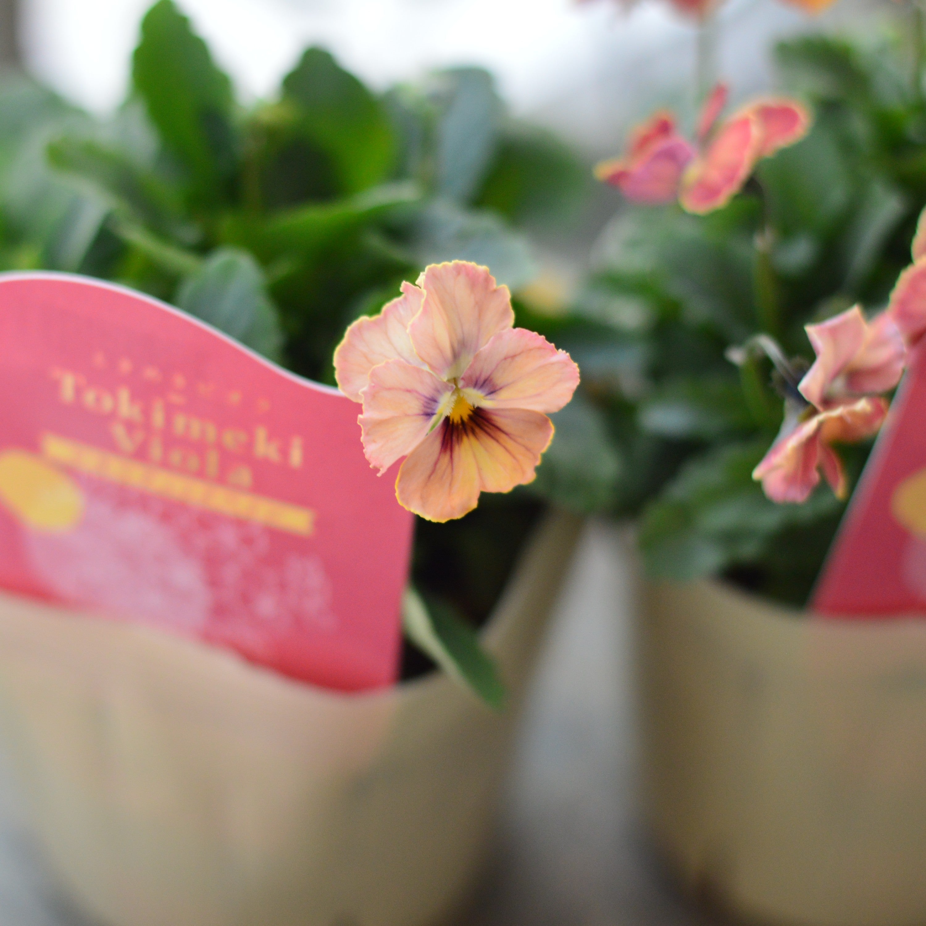 【奥田園芸さん】 ときめきビオラ 『シネマティックベイン』 3.5寸POT