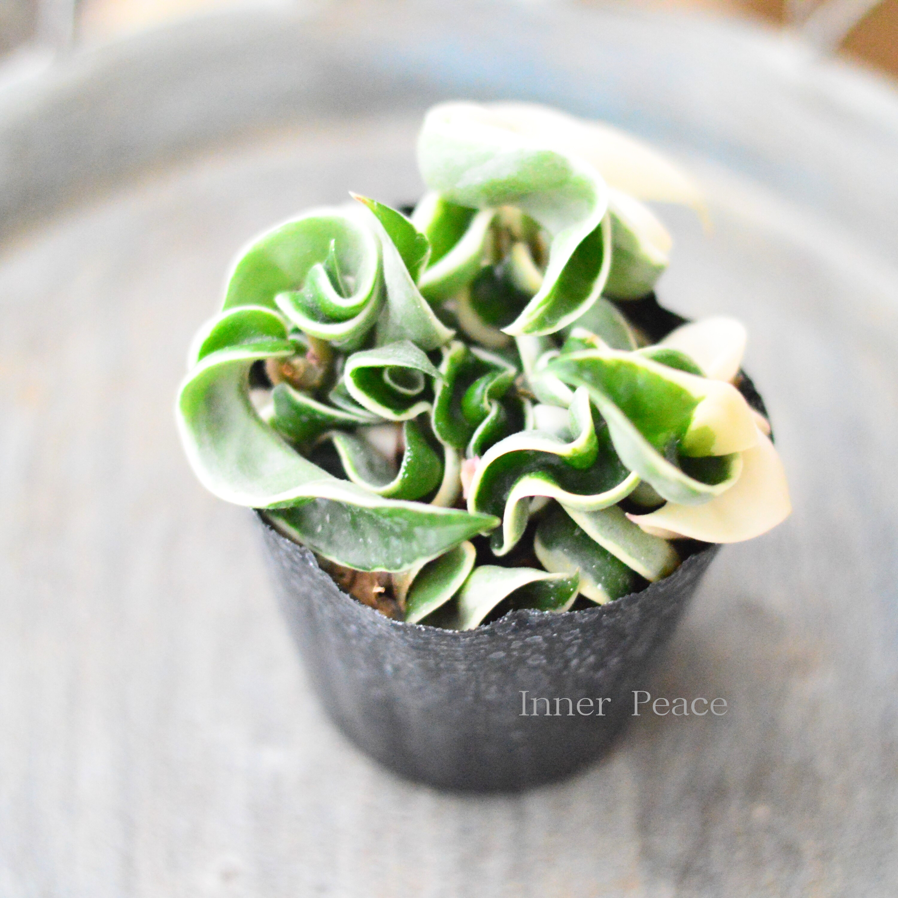 【観葉植物】 ホヤ カルノーサ 『コンパクタ』 3寸POT