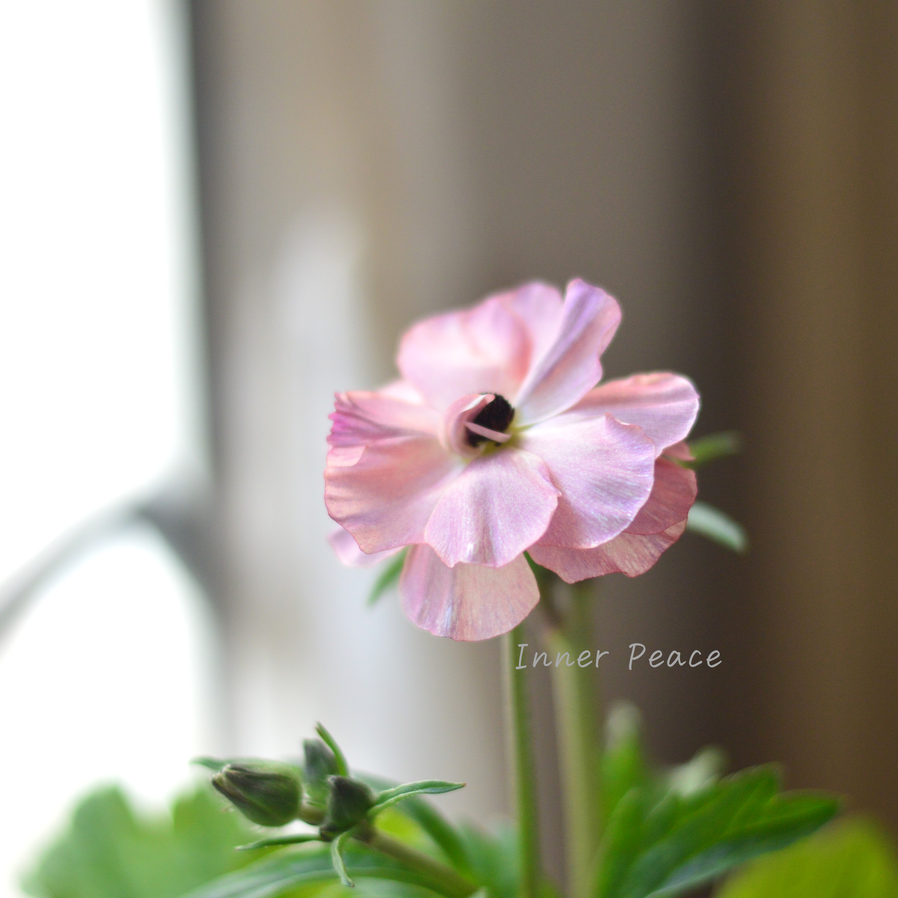 【美しい】 ラナンキュラス・ラックス 『ヘスティア』 4寸POT