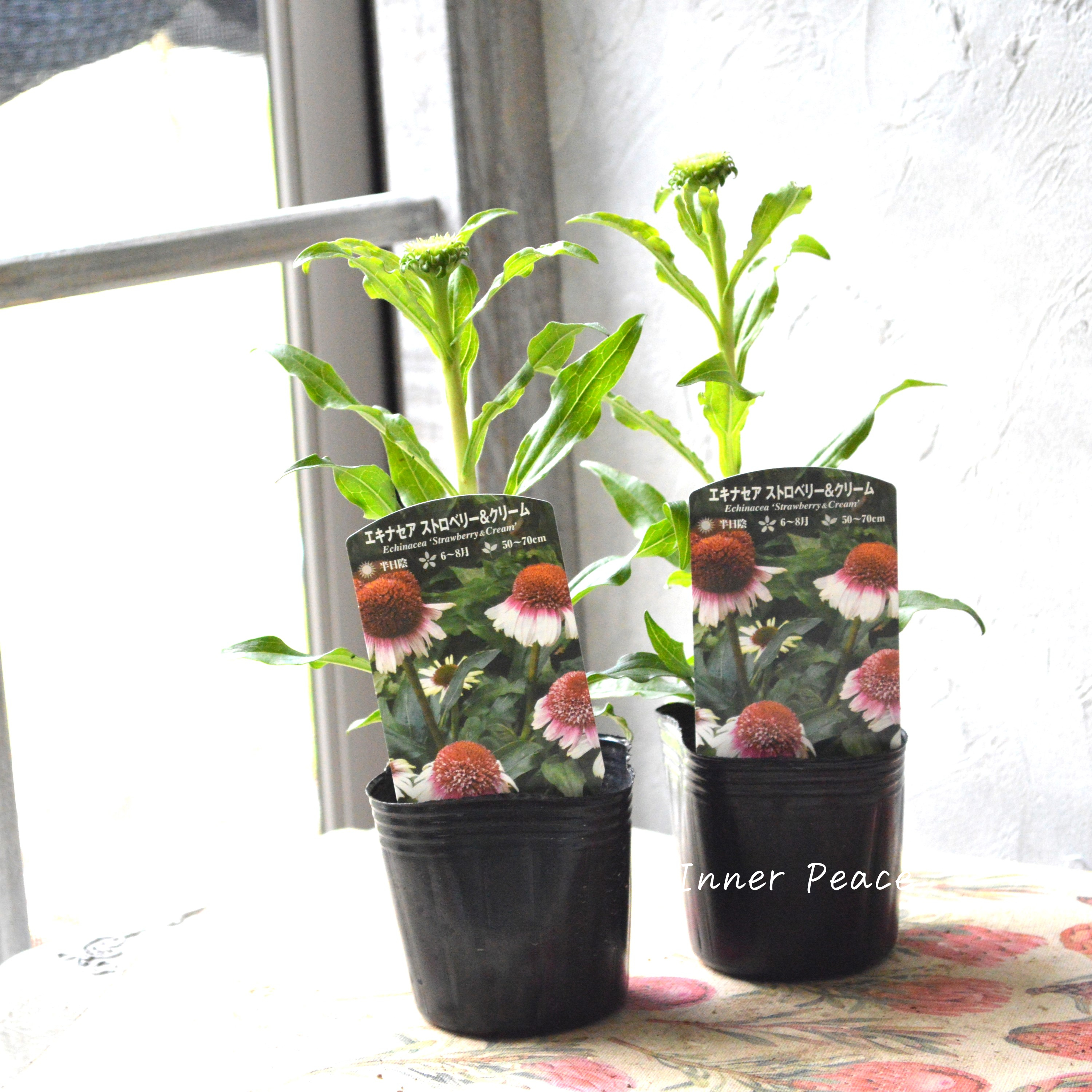 【暑さ寒さに強い】 エキナセア 『ストロベリー&クリーム』植え込み用 3寸POT