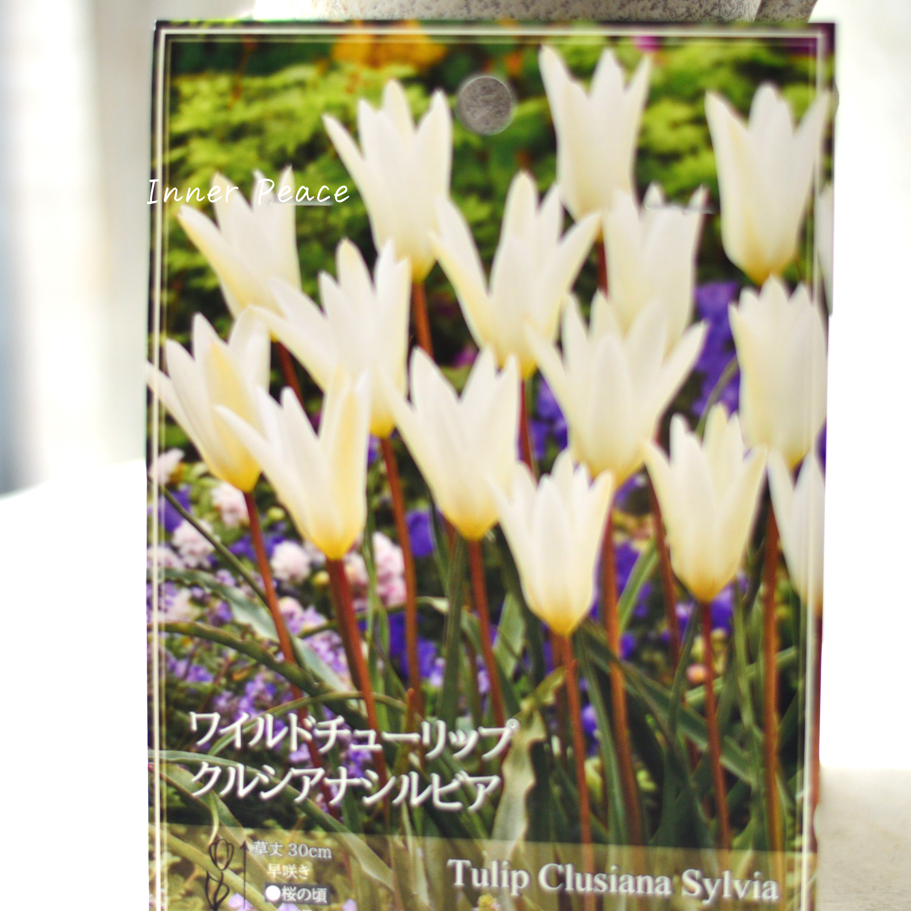 【球根】ワイルドチューリップ 『クルシアナ シルビア』 3球入り
