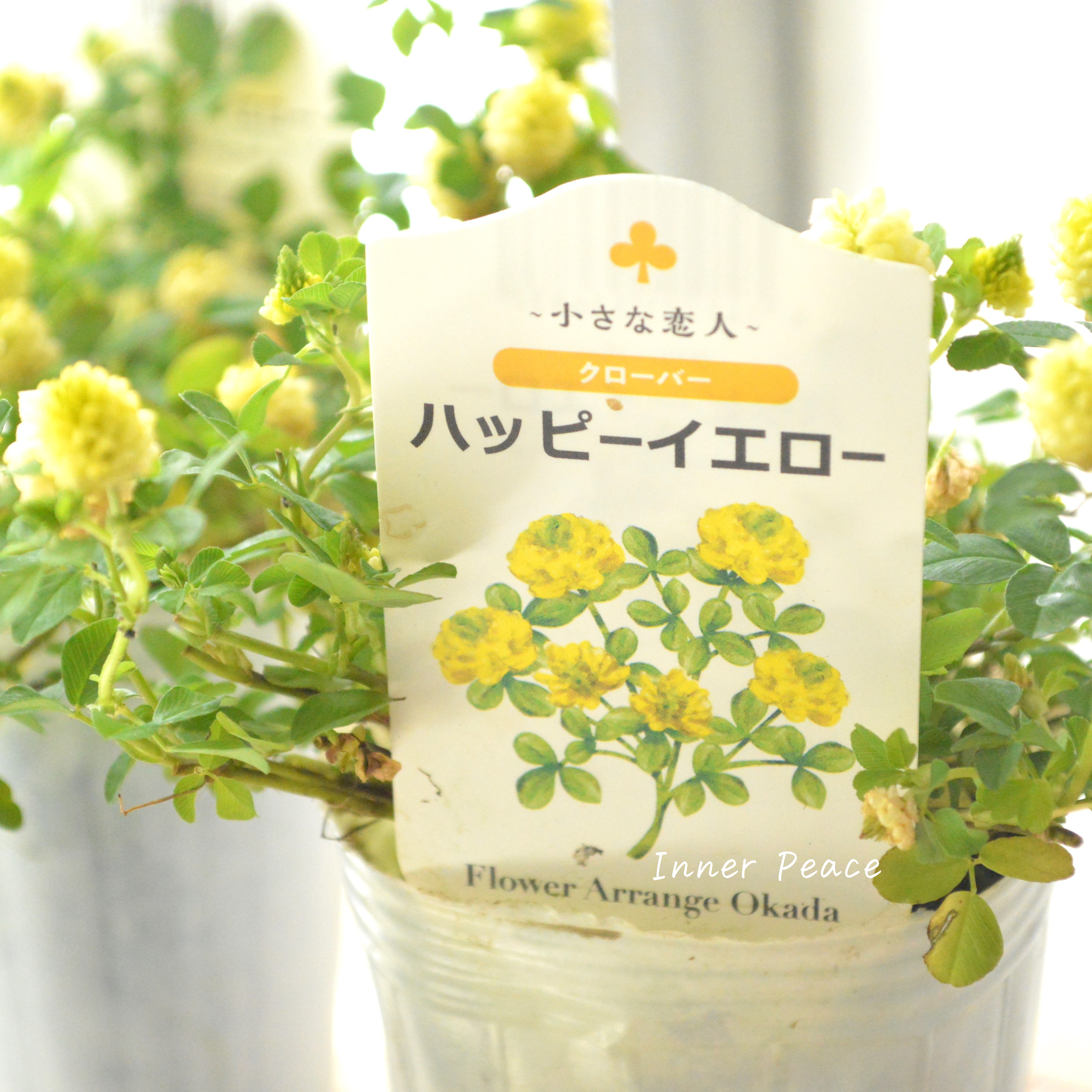 【爽やか】 クローバー 『ハッピーイエロー』 2.5寸ロングPOT