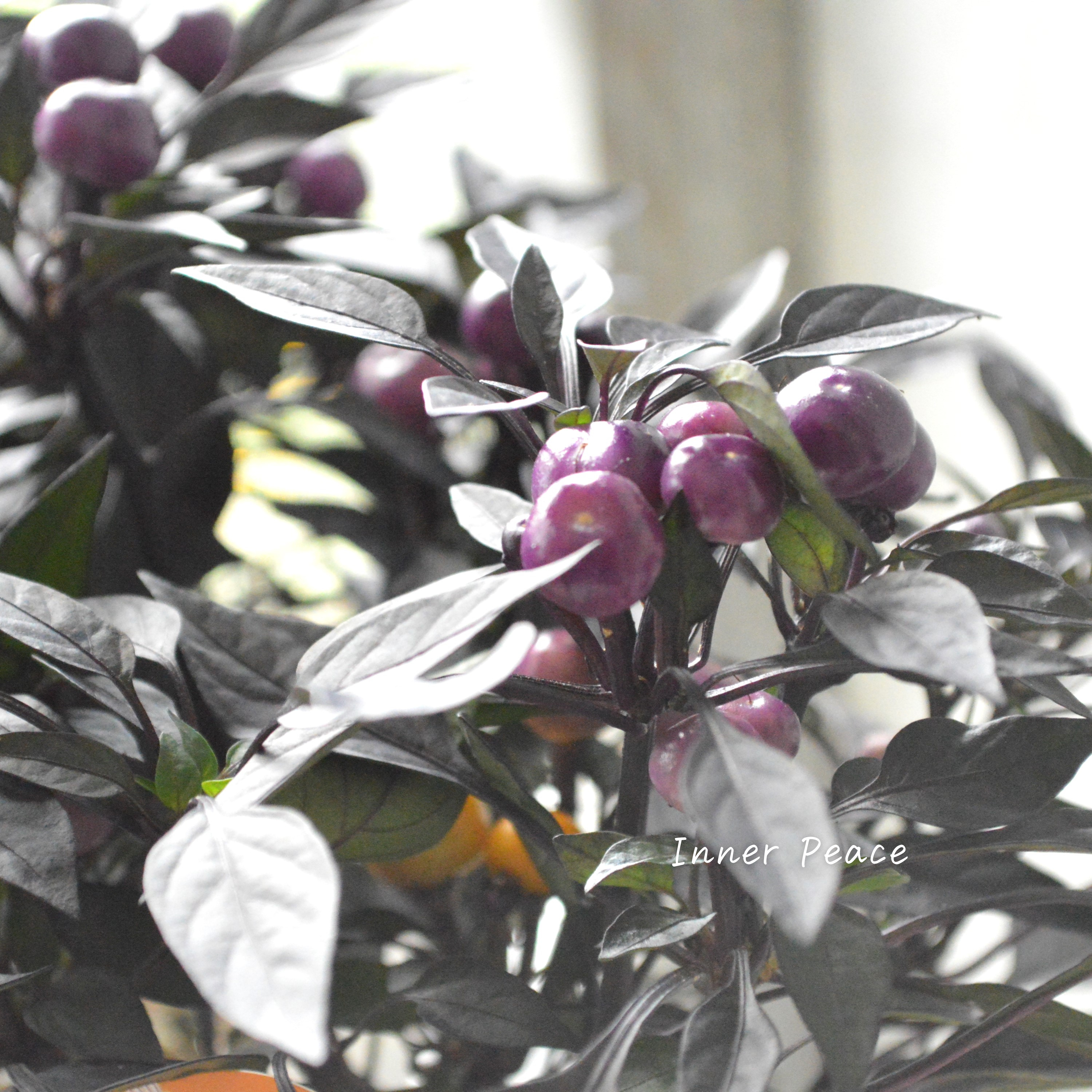 【暑さに強い】 トウガラシ 『オニキスマジックオレンジ』 3寸POT