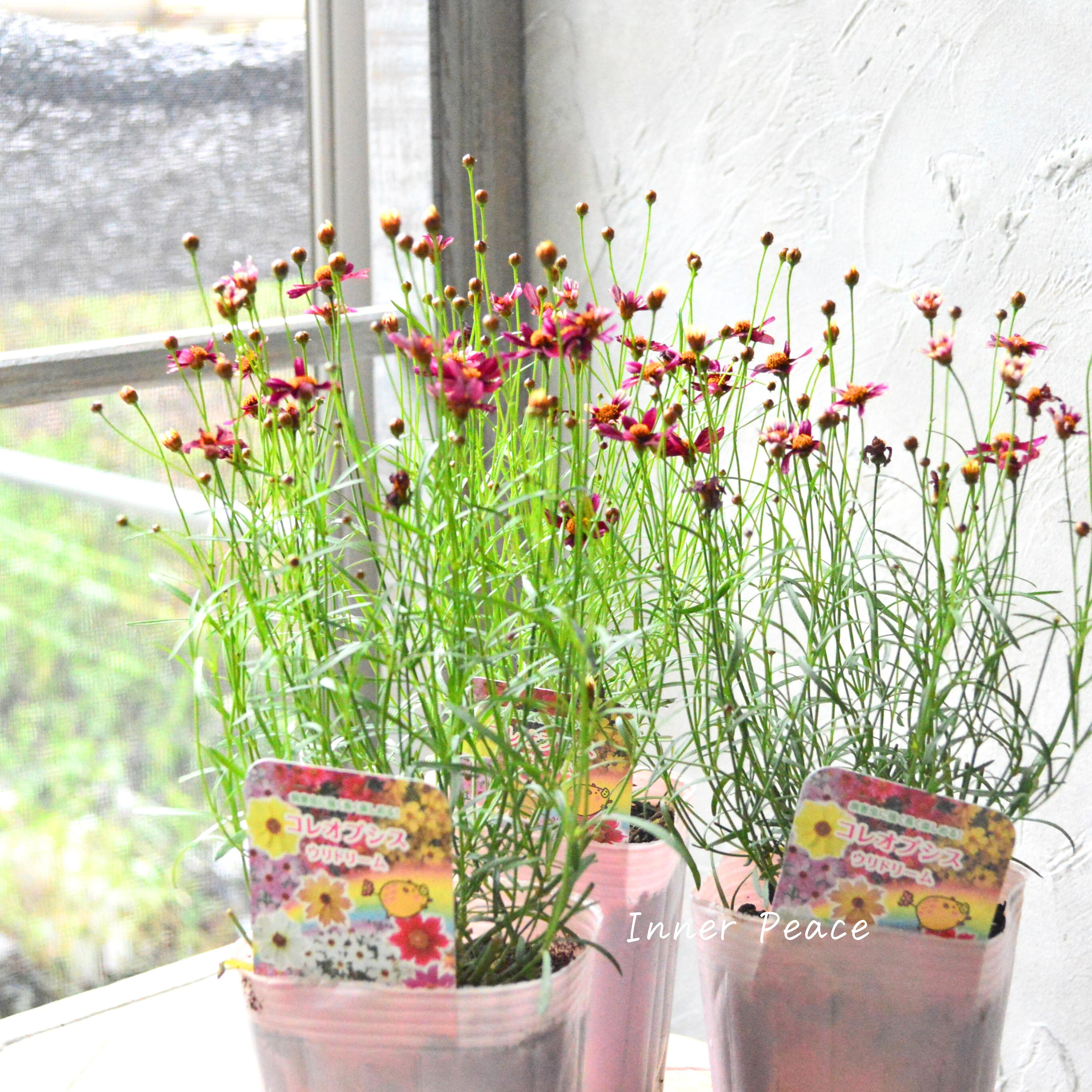 【アンティーク色】コレオプシス『ウリドリーム・ルージュ』 3寸POT