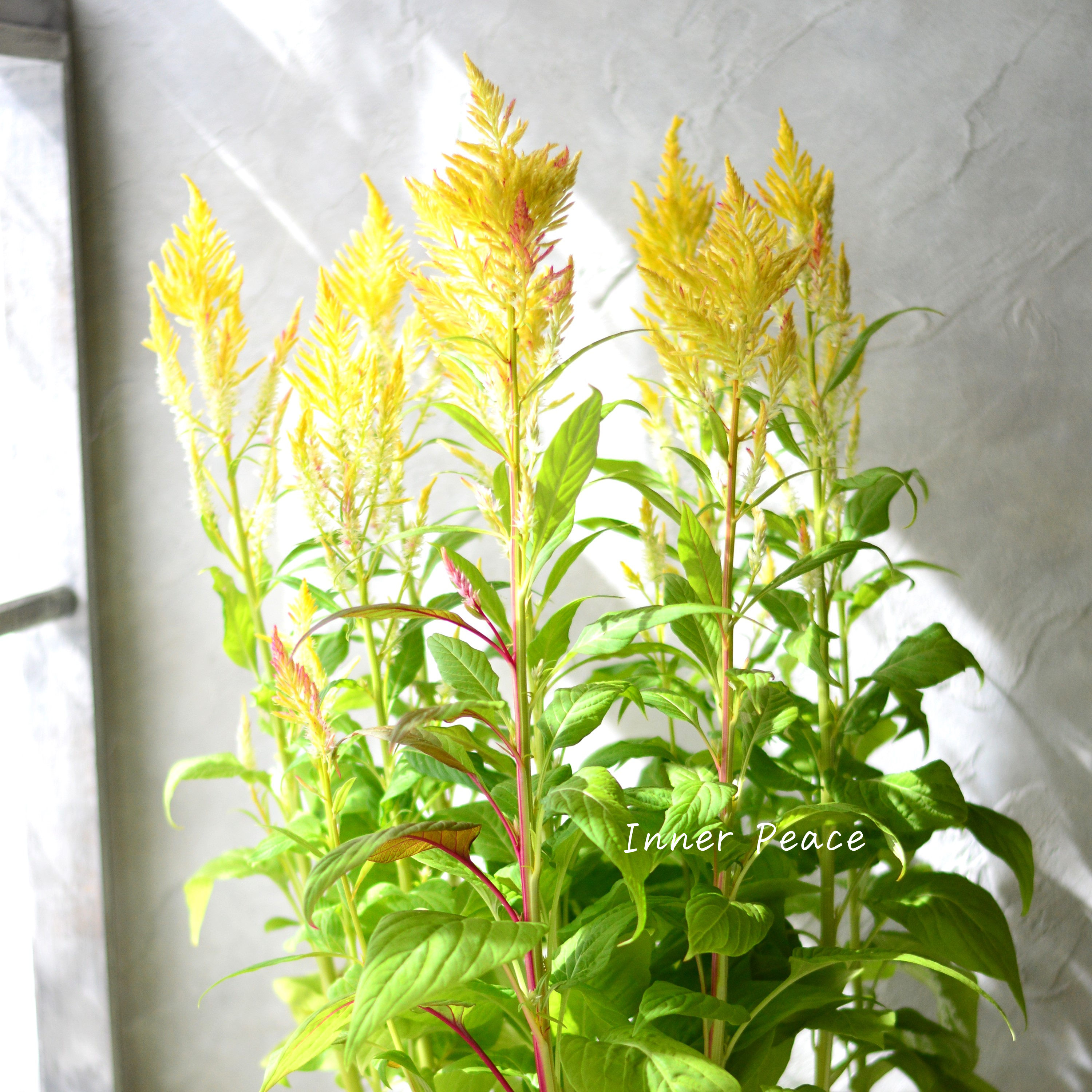 【ゲブラナガトヨさん】 ケイトウ 『霧島の秋・キメラ咲き』 3.5寸POT