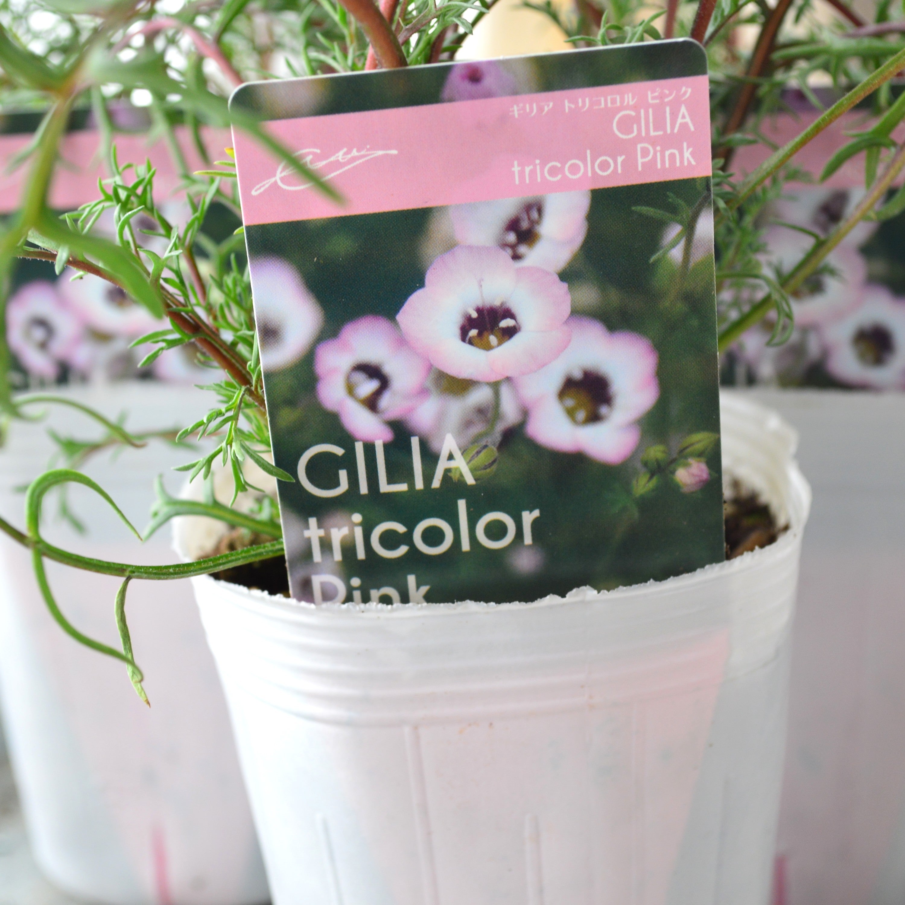 【美しい】 ギリア 『トリコロール・ピンク』 植え込み用 3寸POT