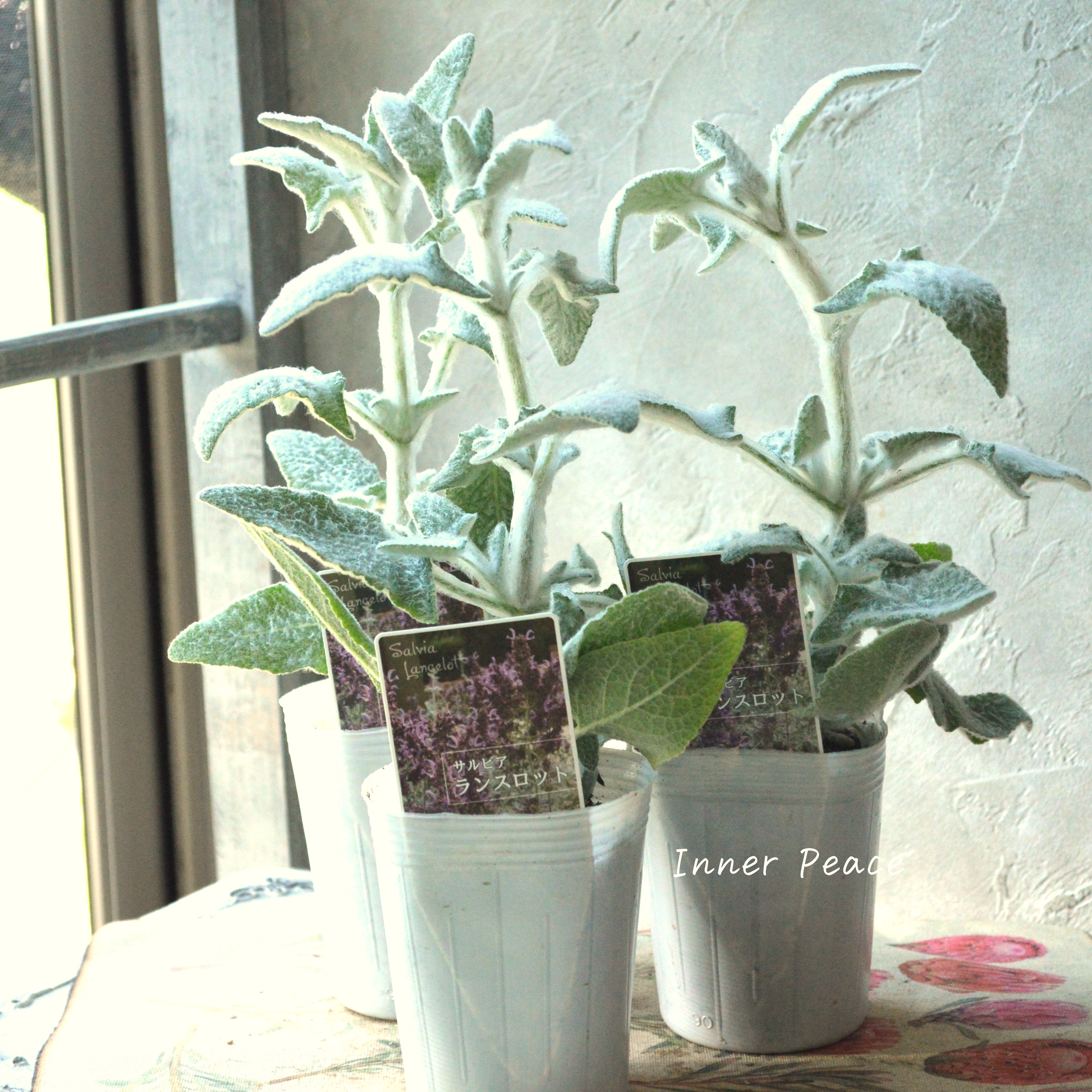 【宿根】 サルビア 『カナリエンシス・ランスロット』 3寸POT