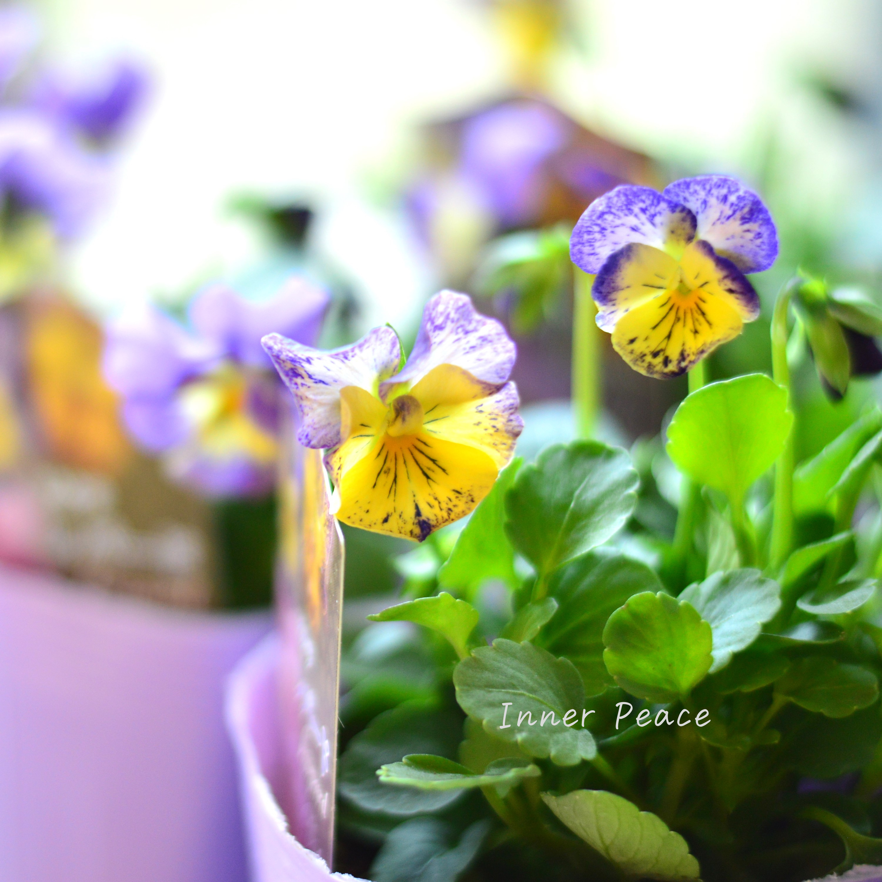 【花夢園芸さん】 ビオラ 『レパード・Cタイプ』 3寸ロングPOT