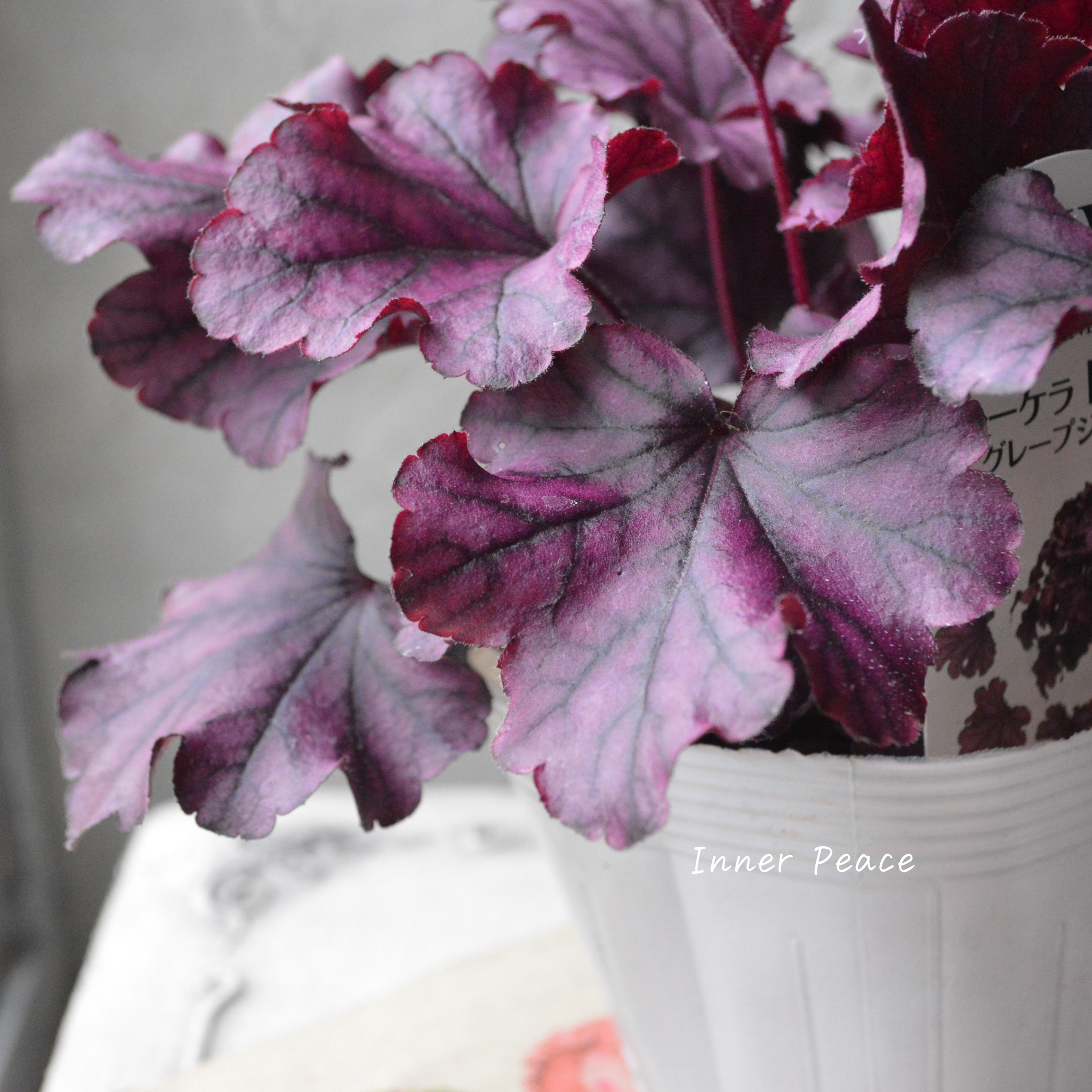 PW】 ヒューケラ ドルチェ 『グレープジェラート』 3.5寸POT