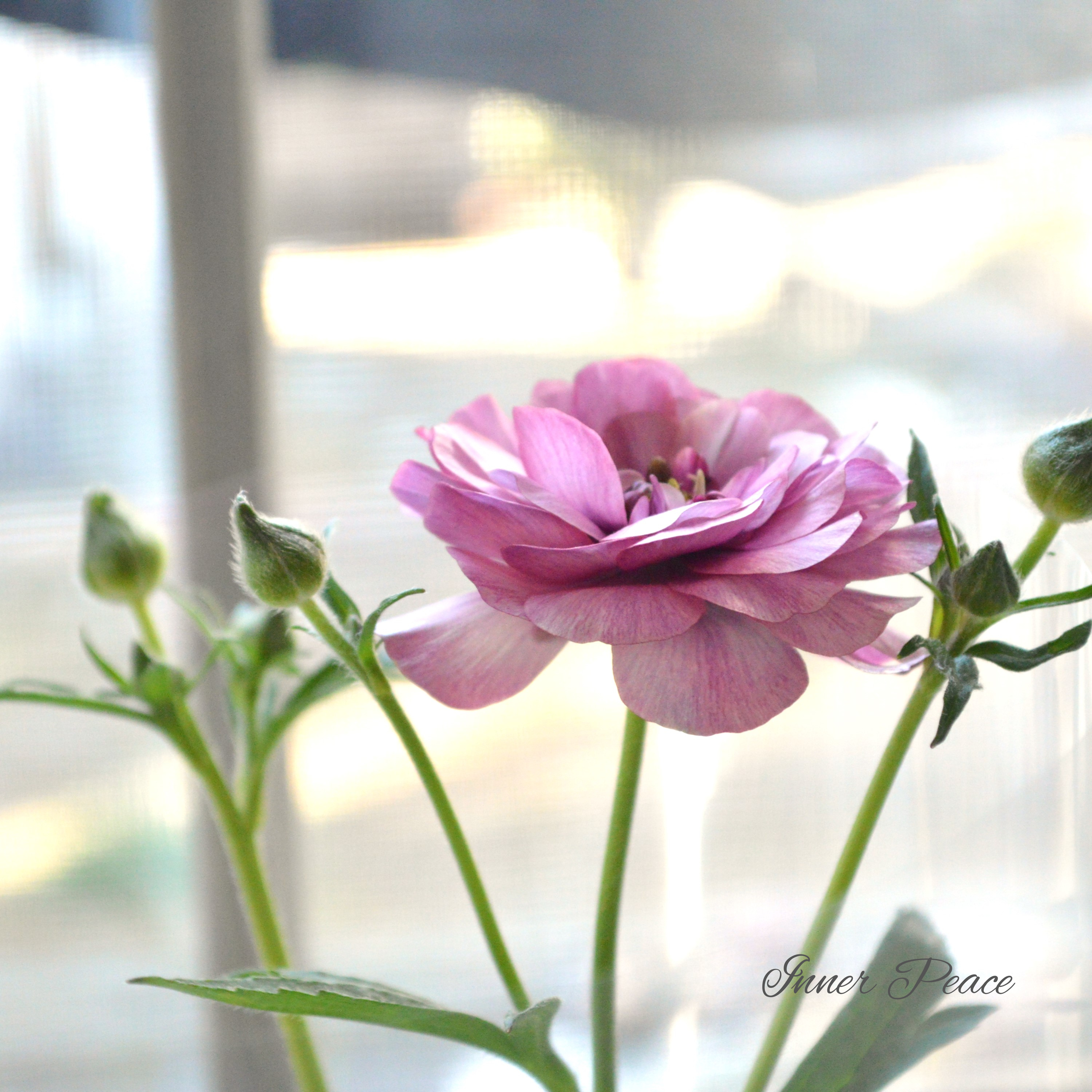 【美しい】 ラナンキュラス・ラックス 『ティーバ』 3.5寸POT