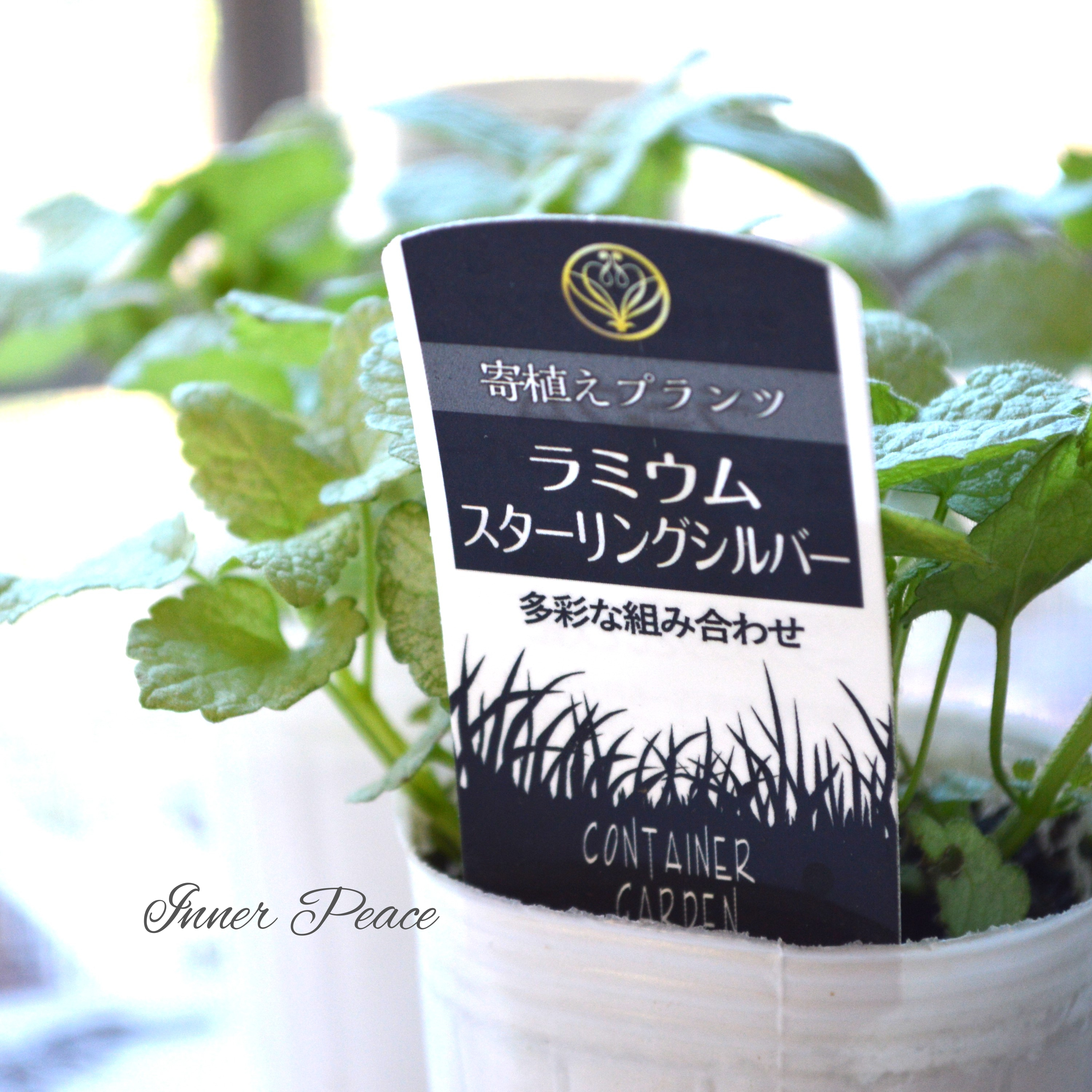 【寄せ植えに】 ラミウム 『スターリングシルバー』 2.5寸ロングPOT