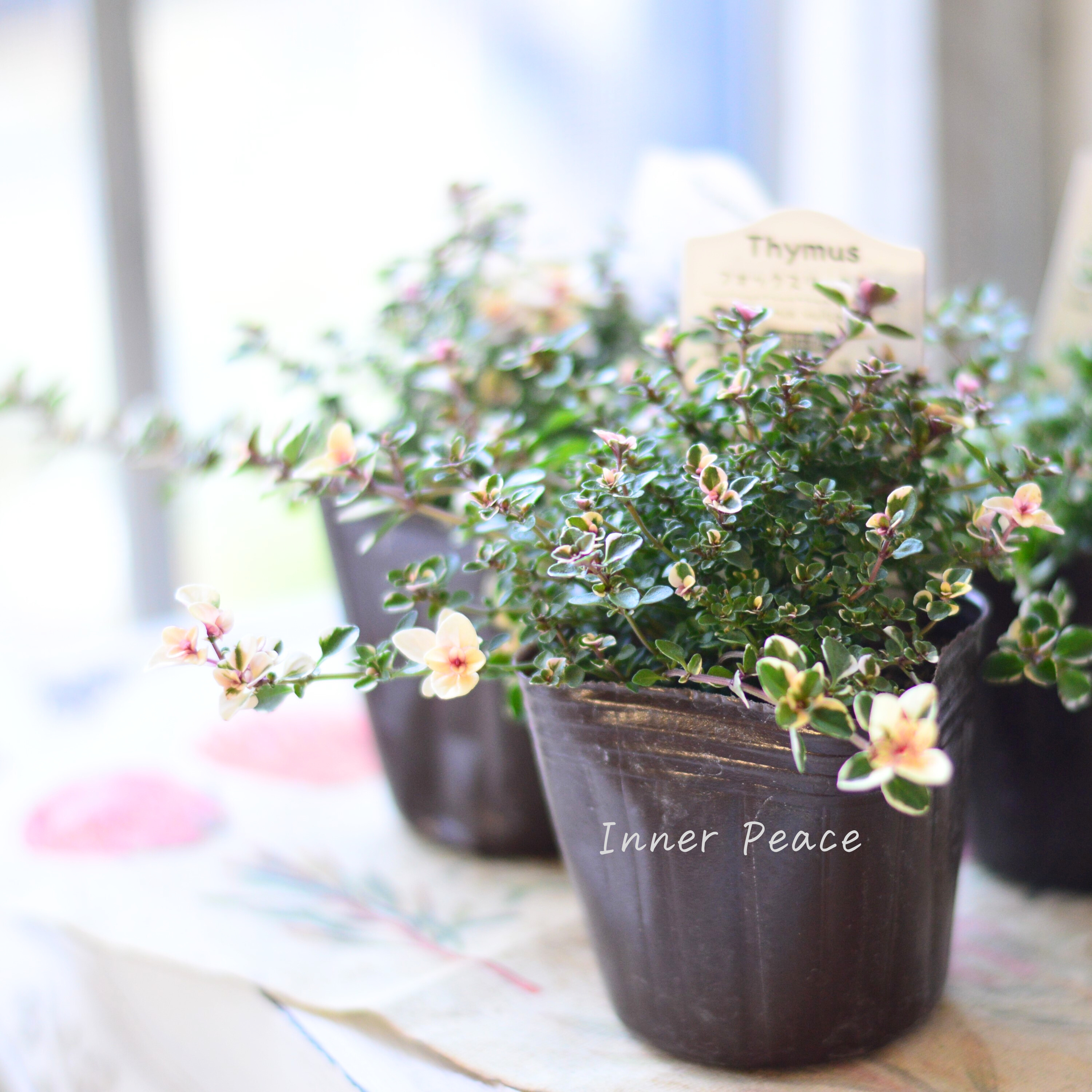 【寄せ植えに】 フォックスリータイム 2.5寸~3寸POT