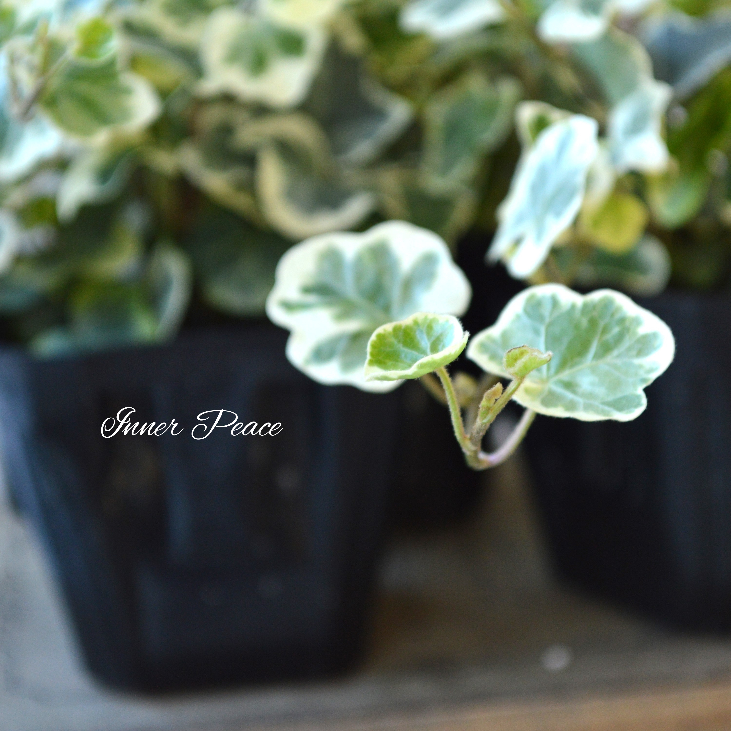 【希少】 ヘデラ 『雪ほたる』 2.5~3寸POT