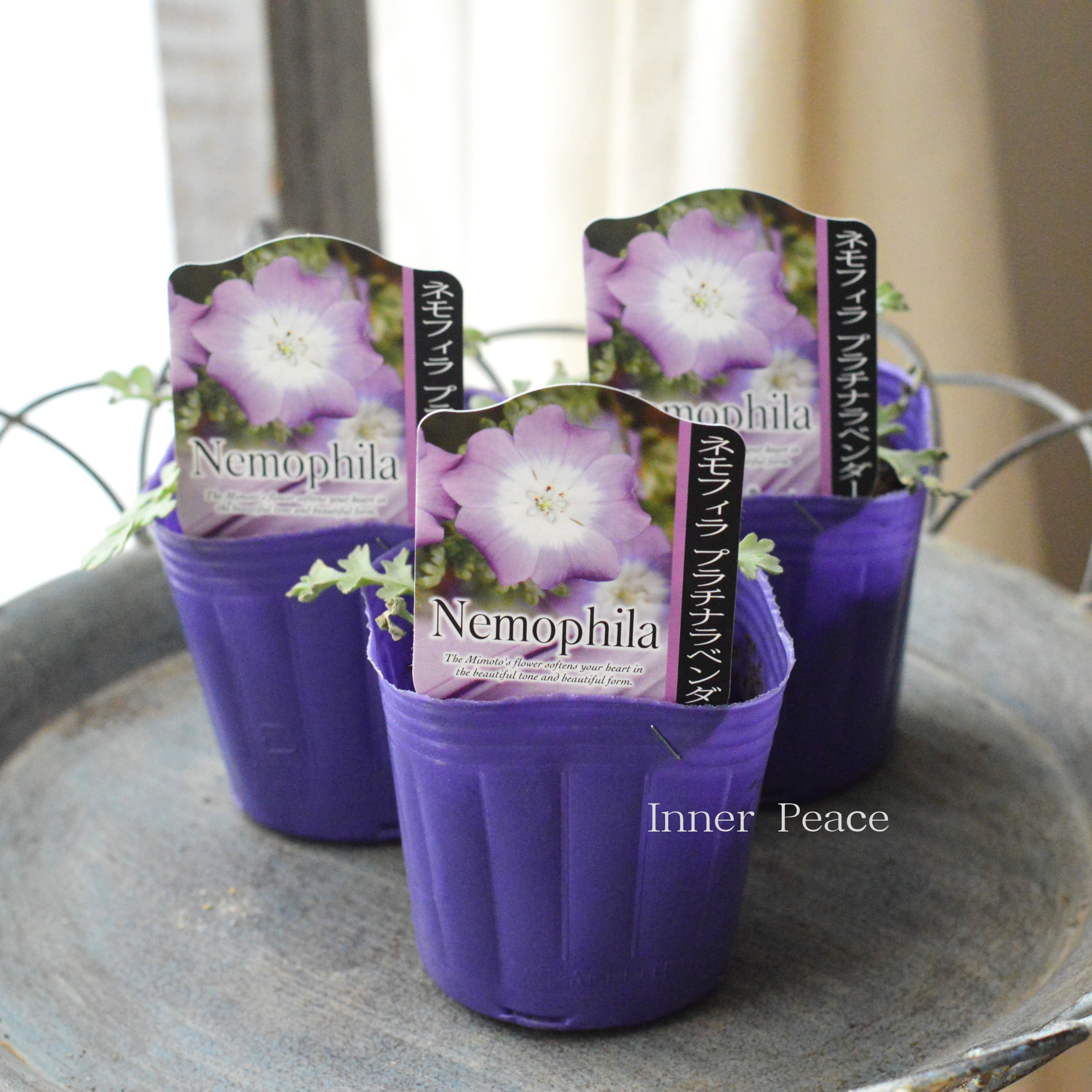 【見元園芸さん】 ネモフィラ 『プラチナラベンダー』 植え込み用 3寸POT