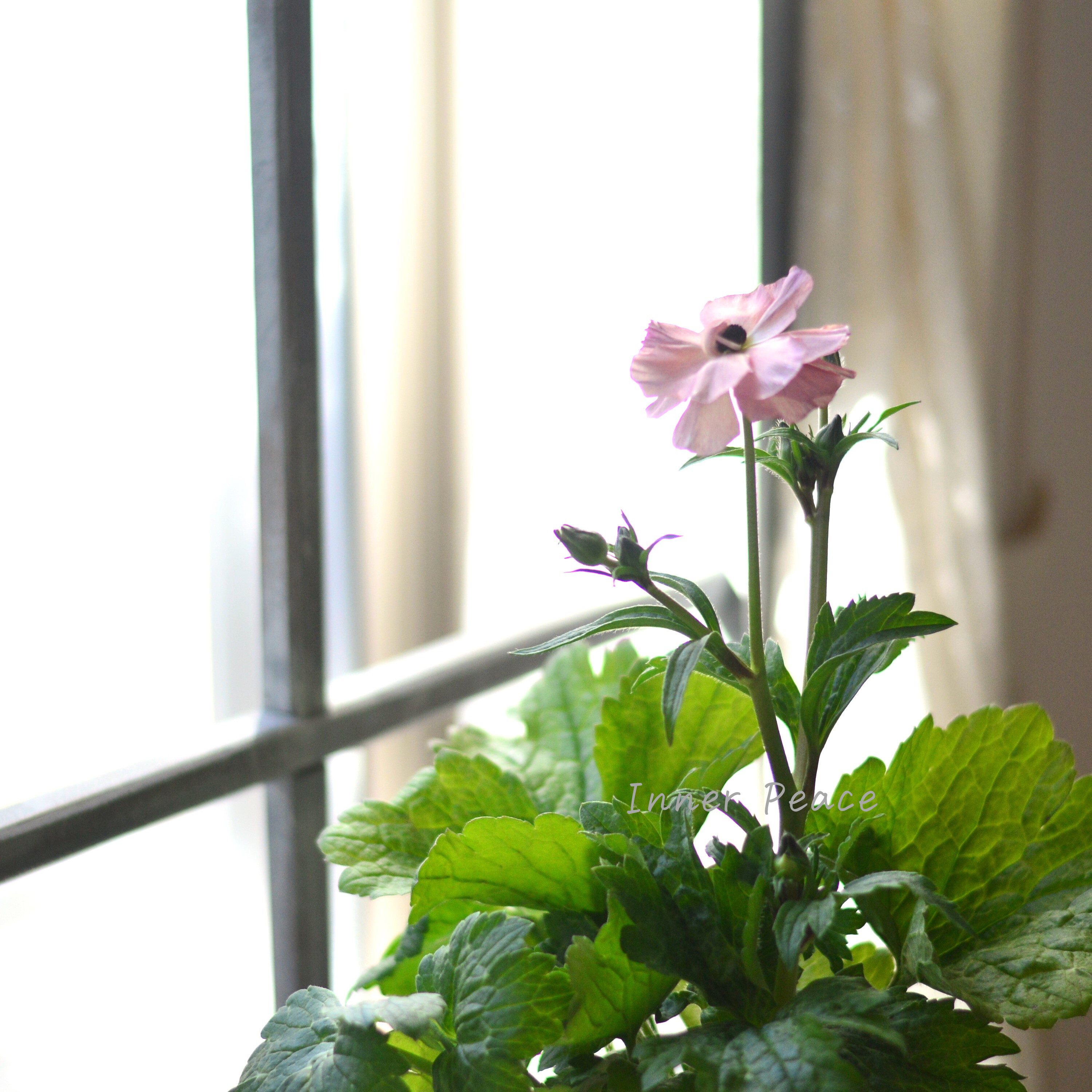 【美しい】 ラナンキュラス・ラックス 『ヘスティア』 4寸POT