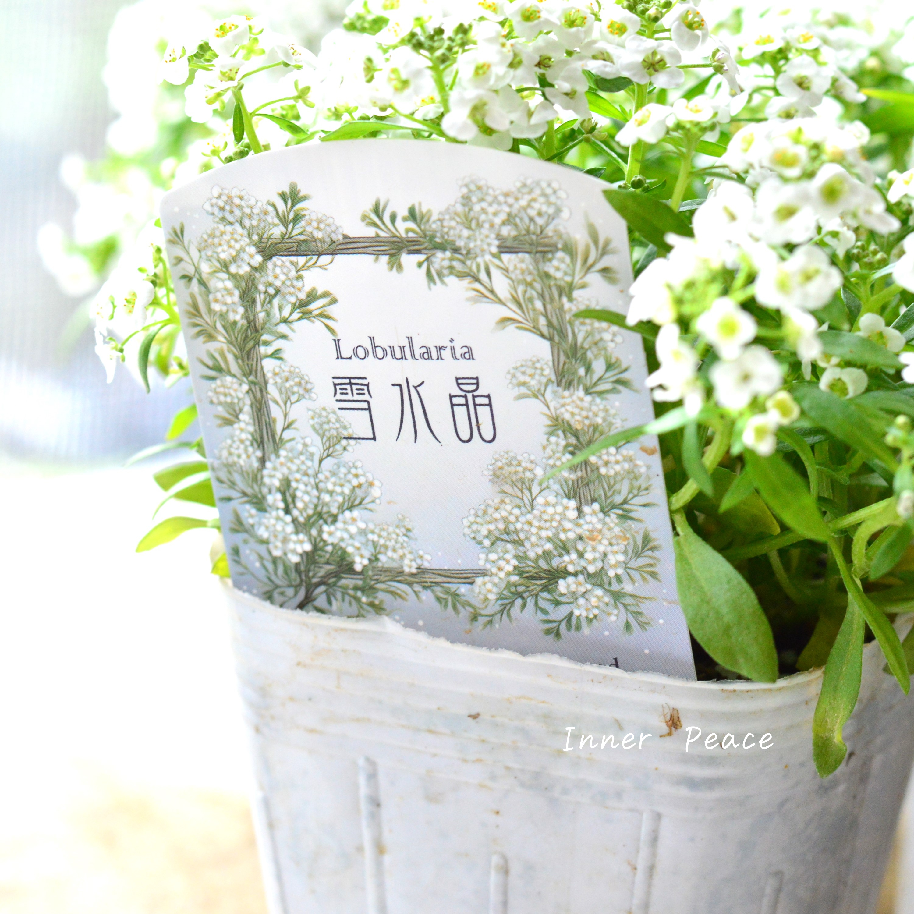 【大輪】 スイートアリッサム 『雪水晶』 3.5寸POT