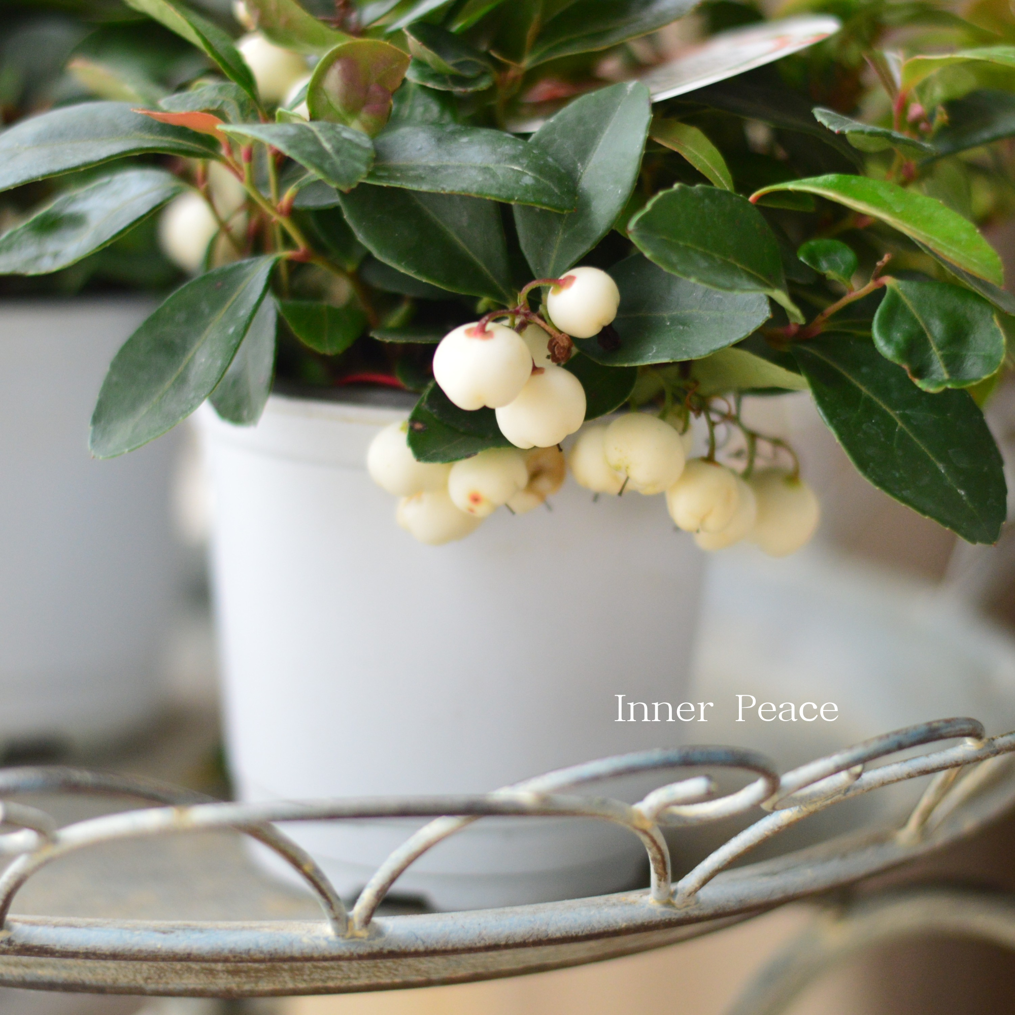 【寄せ植えに】ゴールテリア・チャオペラ 『ホワイト』 3寸POT