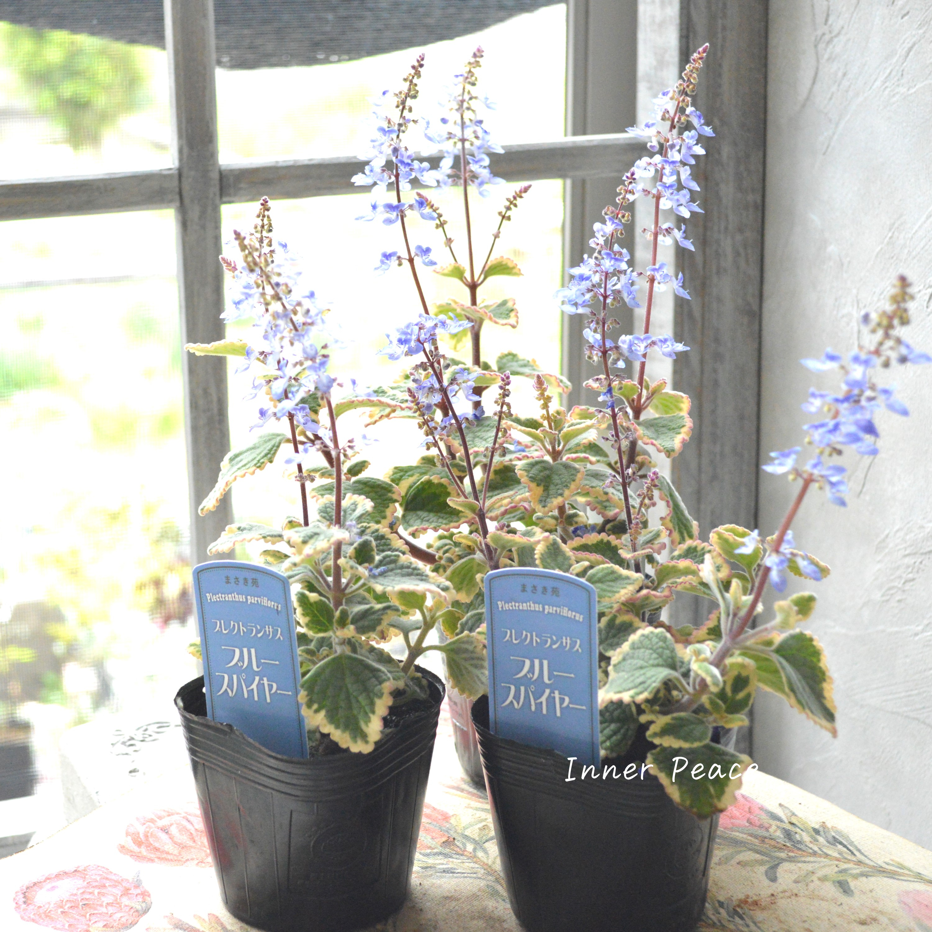 【美しい】 プレクトランサス 『ブルースパイヤー』 3寸~3.5寸POT