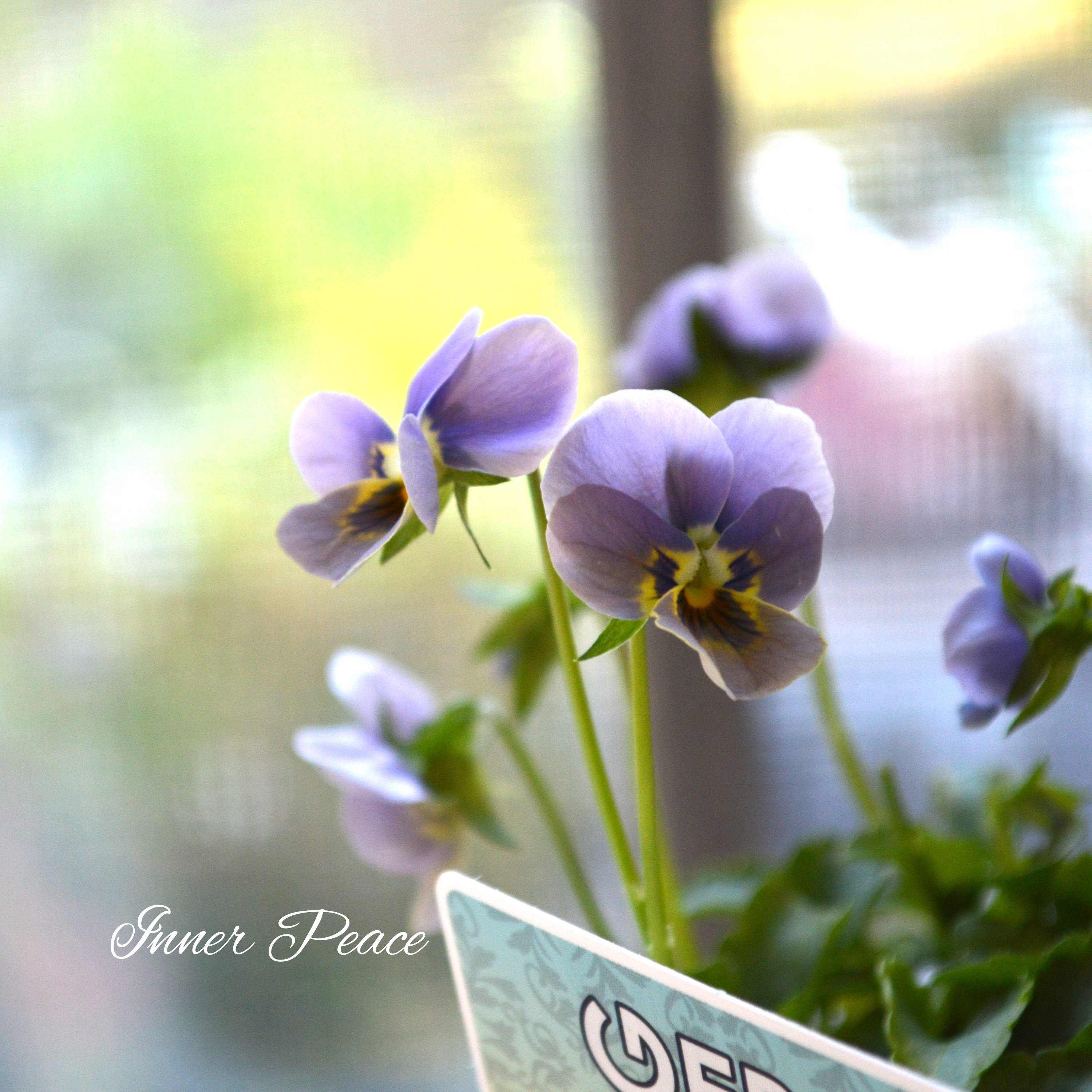 【ゲブラさん】 小輪ビオラ 『マリア』 3.5寸POT