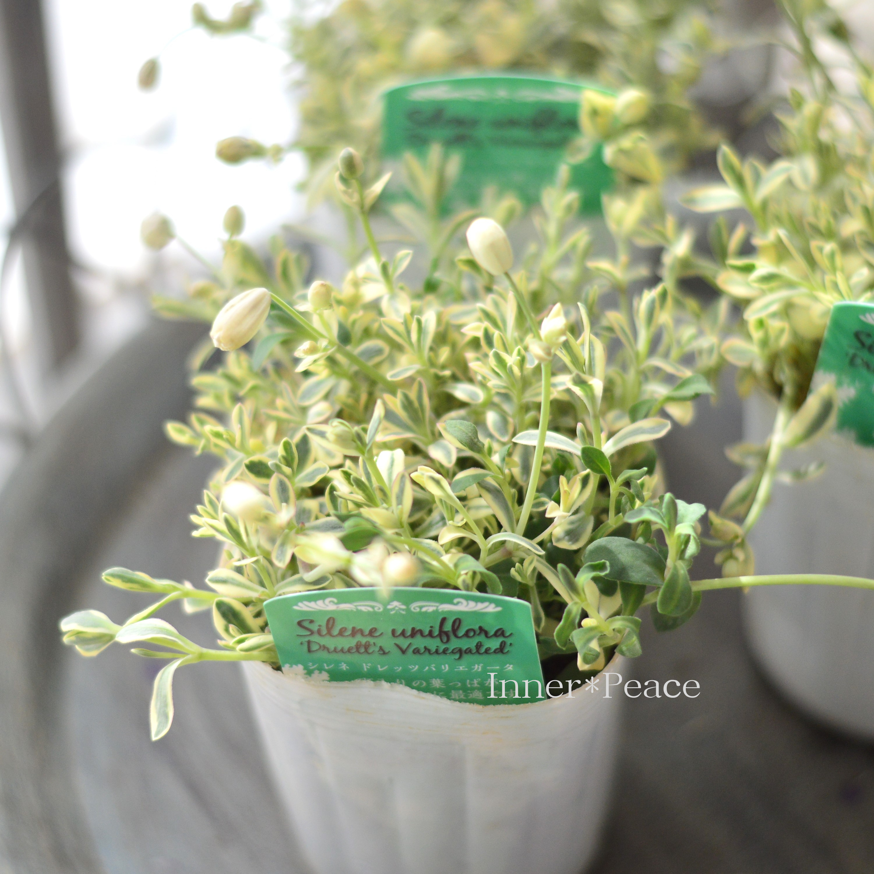 【かわいい】 シレネ 『ユニフローラ・ドレッツバリエガータ』 3寸ロングPOT