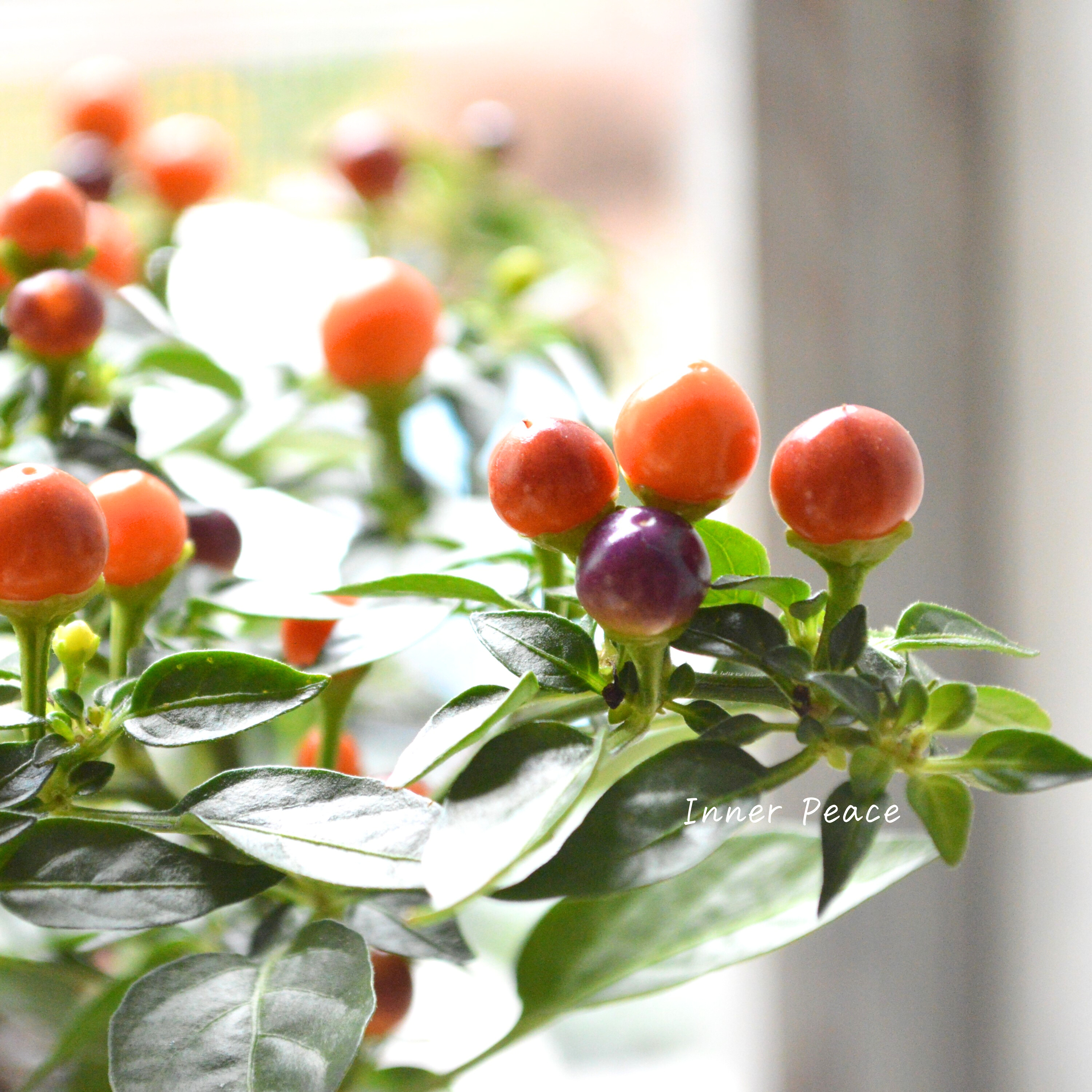 【暑さに強い】 トウガラシ 『パープル』 3寸POT