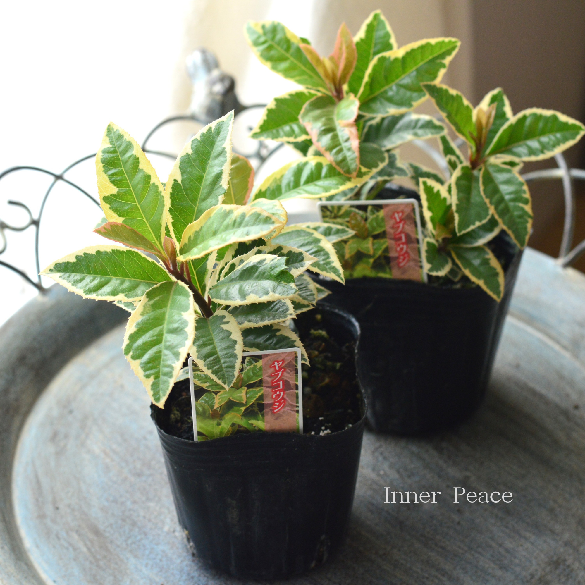 【斑入り】 ヤブコウジ 3寸POT