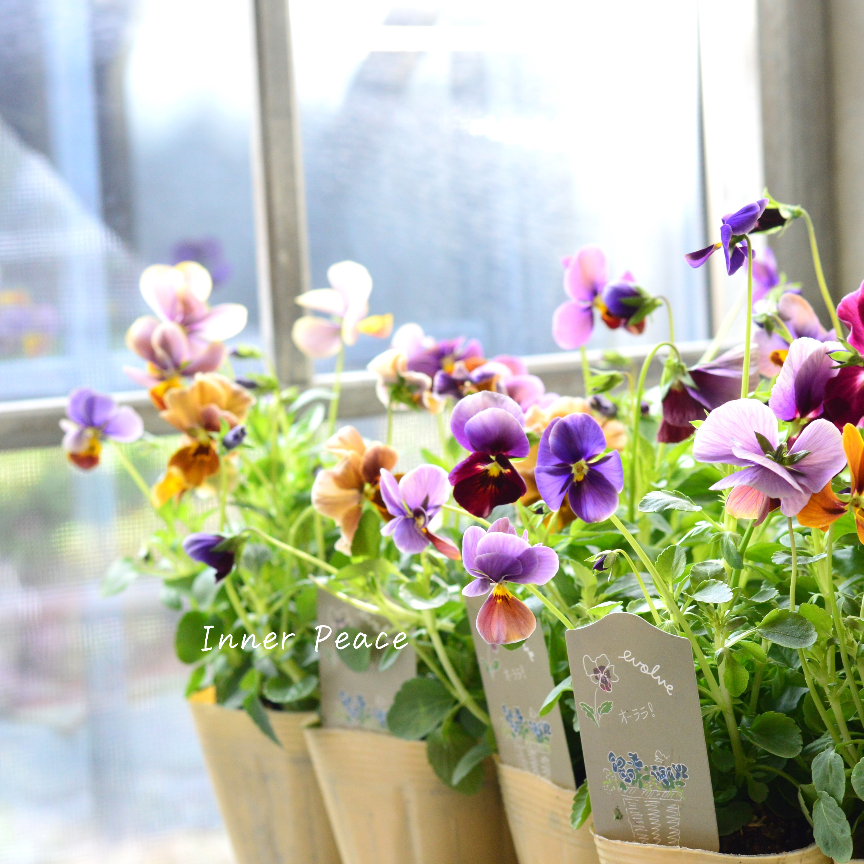 【美しい】 ビオラ 『evolve~エボルベ~・オーララ!』 3.5寸POT