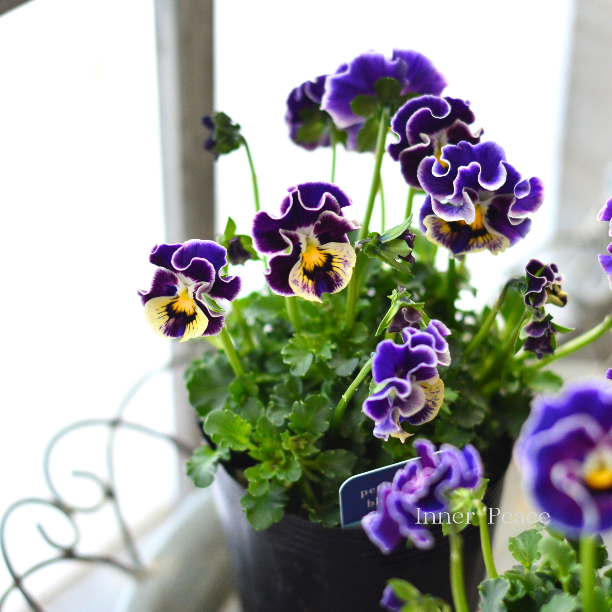 【ハルグリンさん】 ビオラ 『プティフール・ブルーベリー』 3寸POT