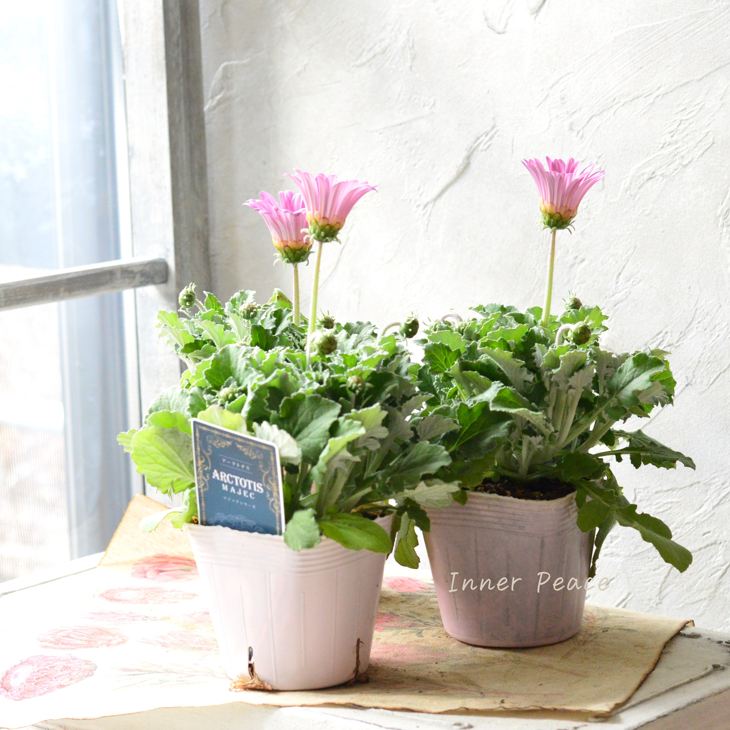 【かわいい】 アークトチス 『マジックシリーズ・ピンク』 3.5寸POT