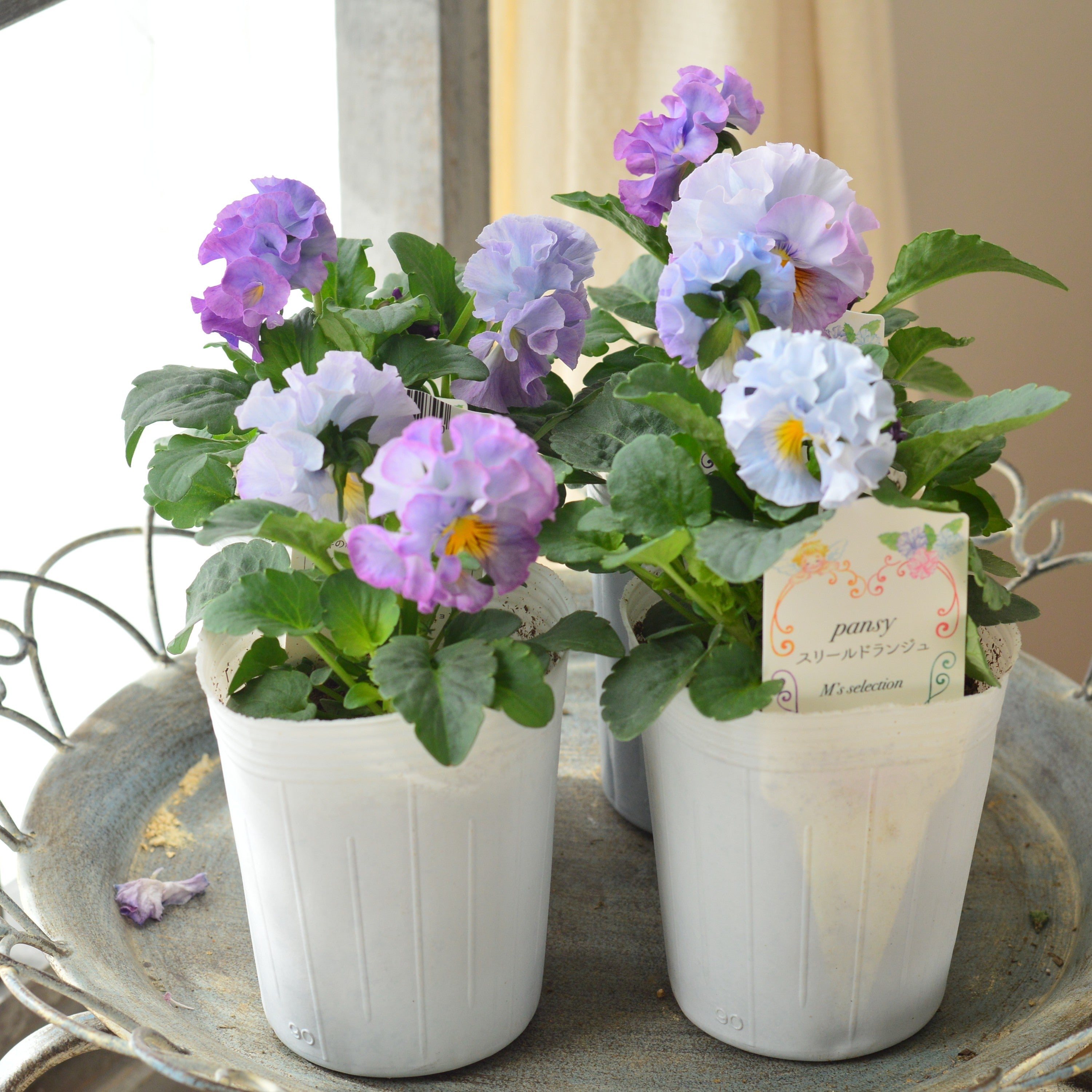 【松原園芸さん】 パンジー 『スリールドランジュ・ブルー系』 3寸POT