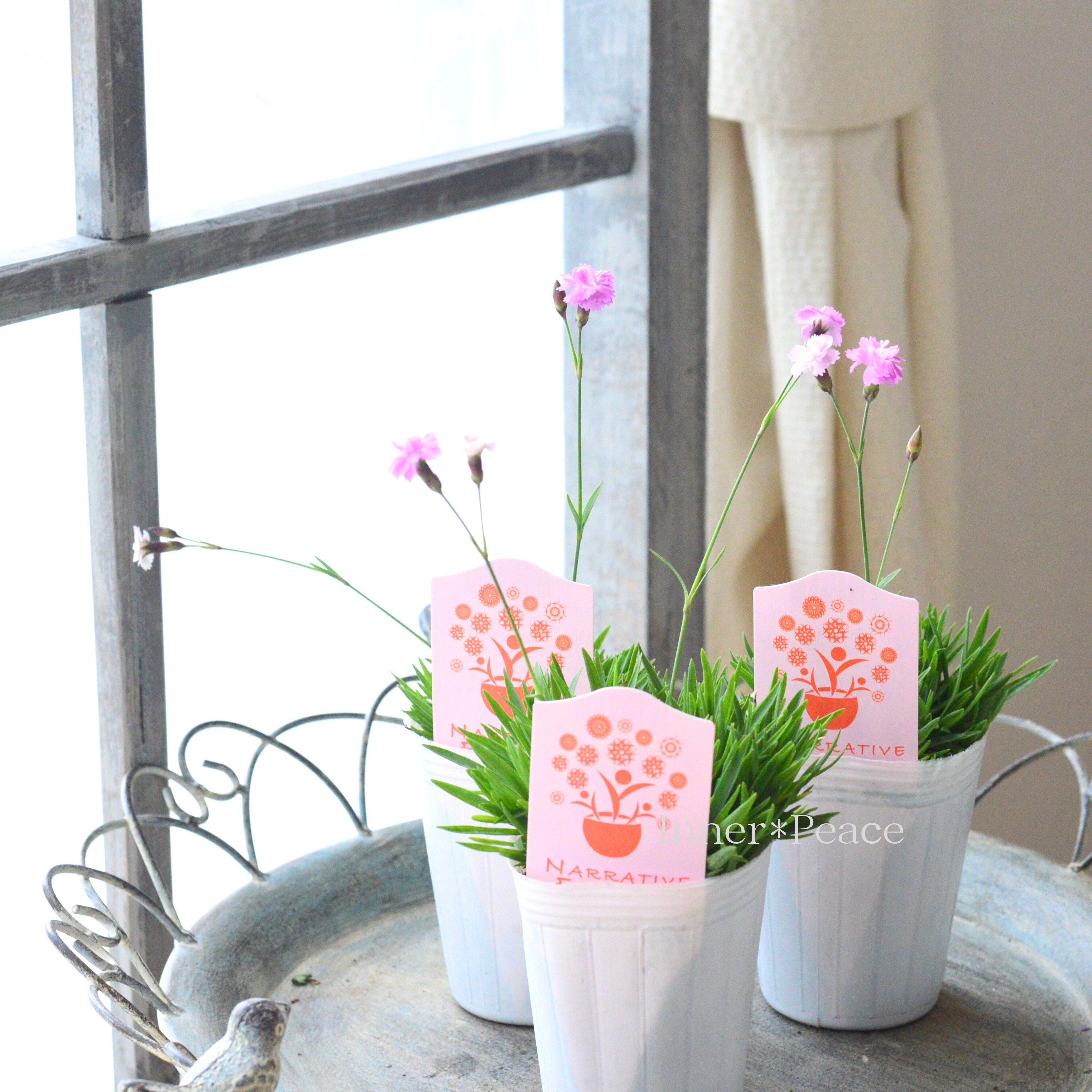 【ナラフラさん】 極小輪八重咲きナデシコ 『ミュゼリーナ』 2.5寸ロングPOT