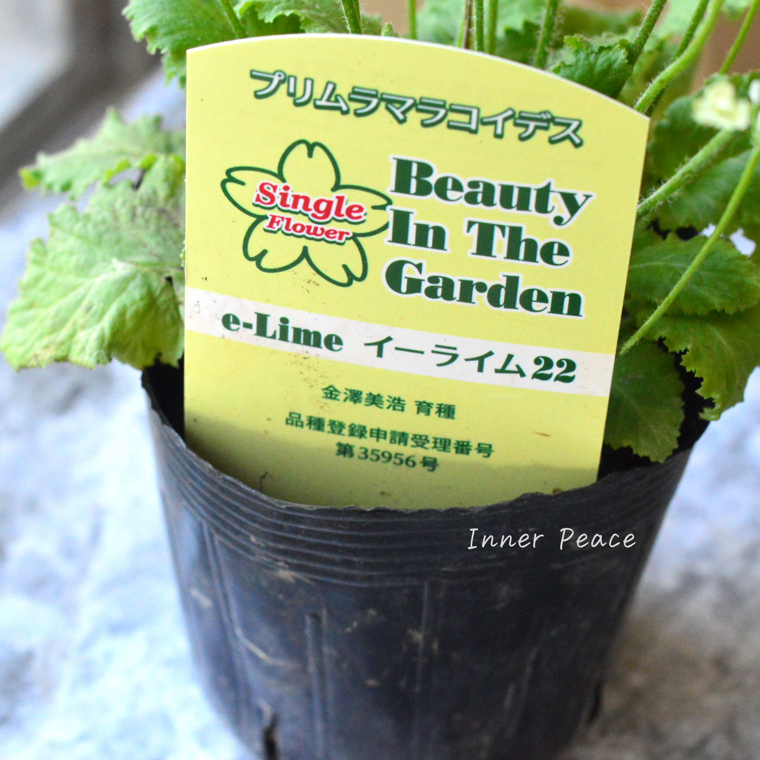 【可憐】 プリムラ マラコイデス 『イーライム22』 3.5寸POT