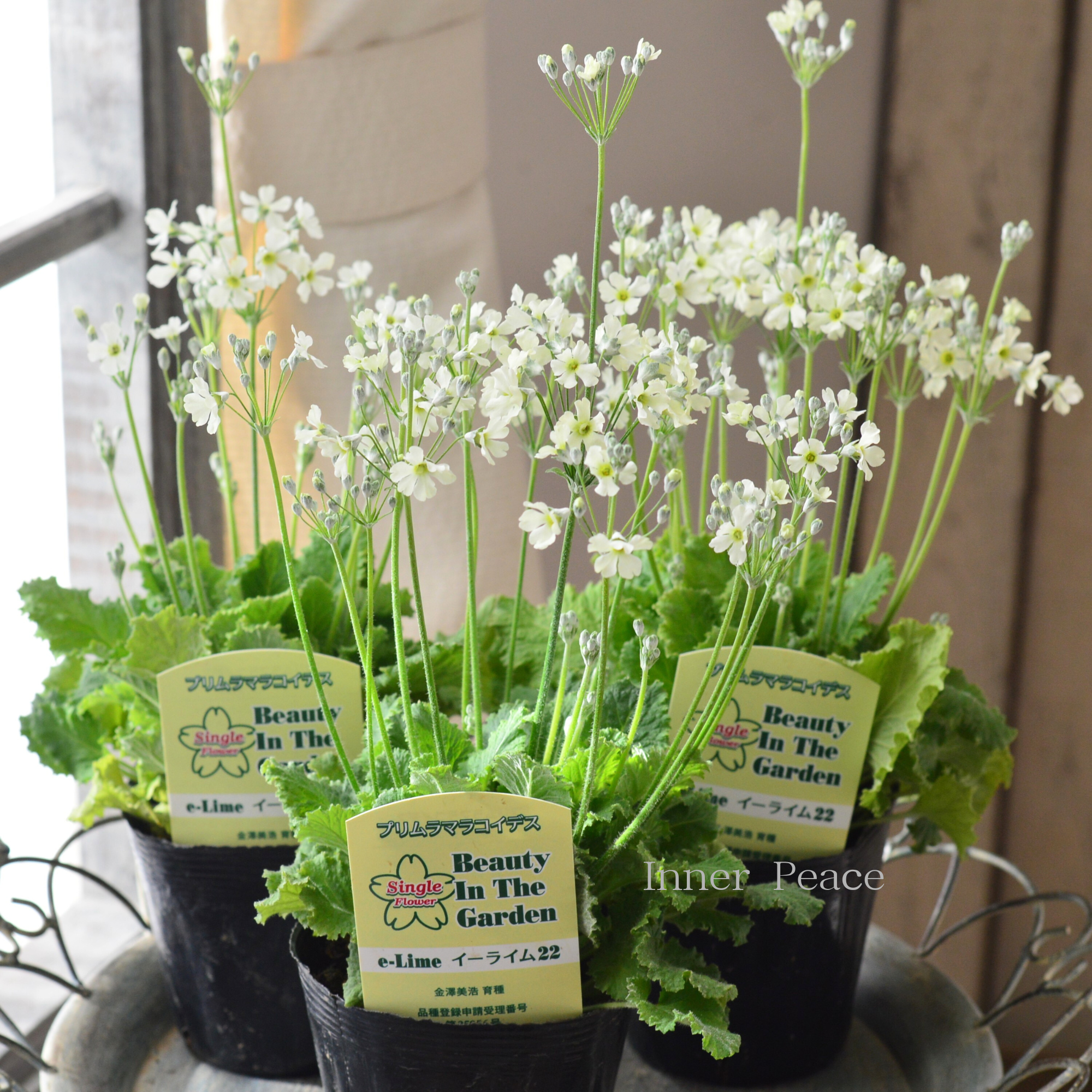 【矢祭園芸さん】 プリムラ マラコイデス 『イーライム 22』 3.5寸POT