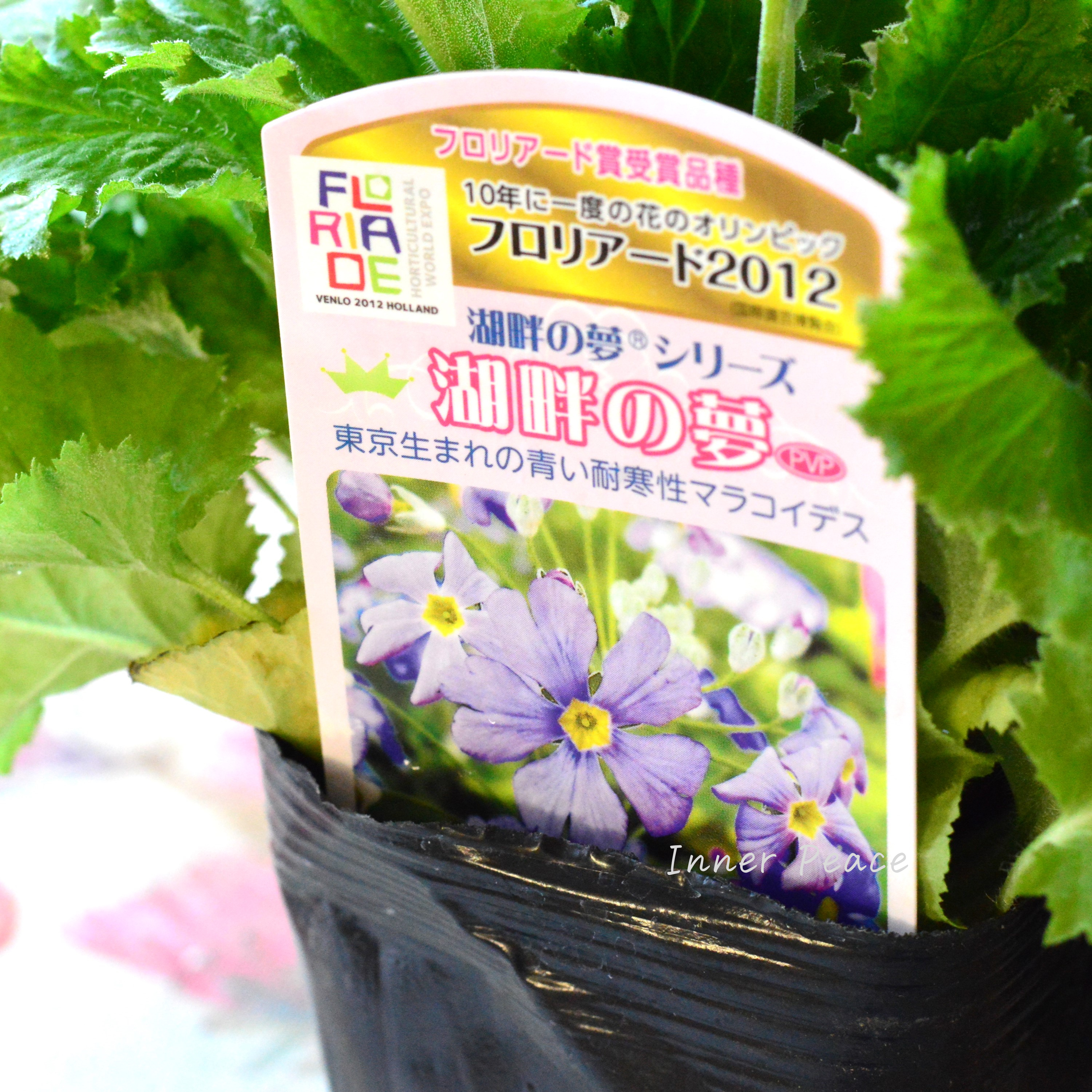 【美しい】 プリムラ マラコイデス 『湖畔の夢』 3.5寸POT